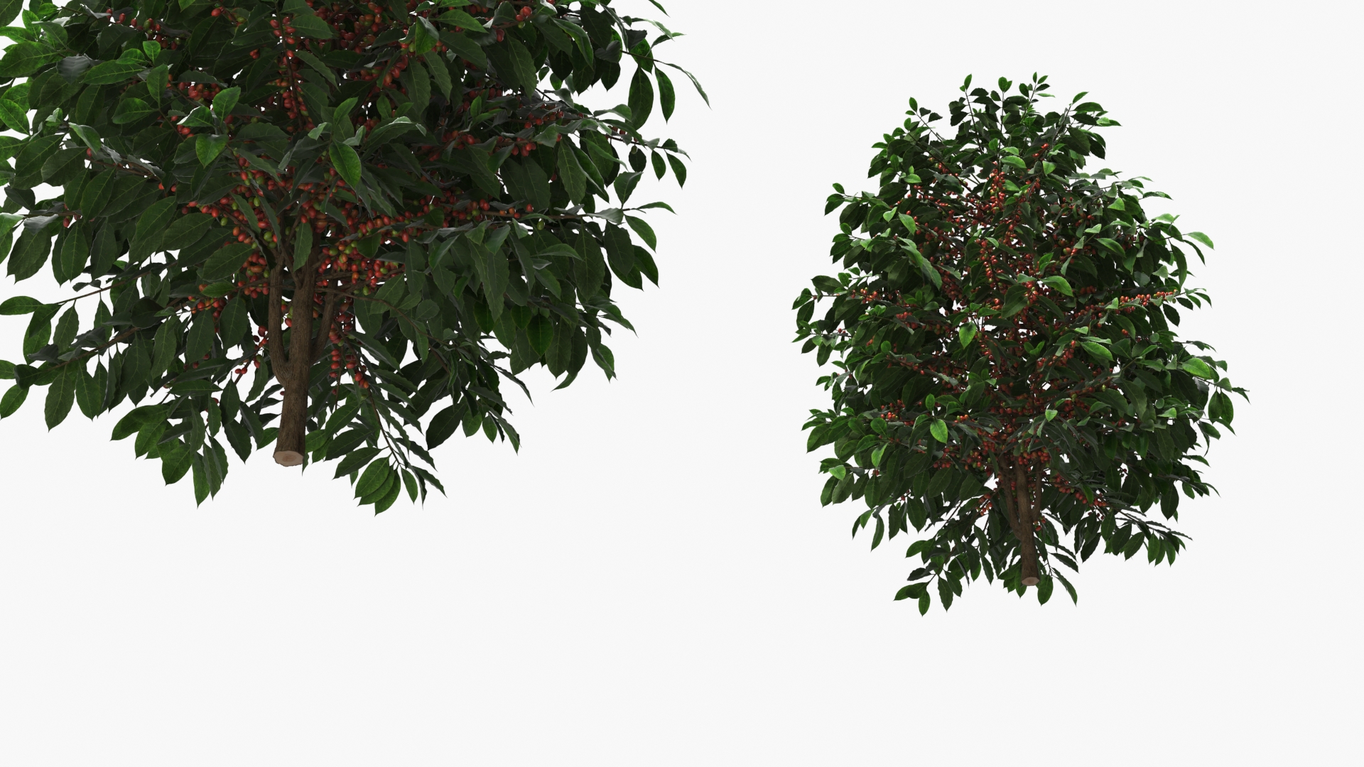 Coffee Plant with Ripe Berry Clusters Green Red, view 4