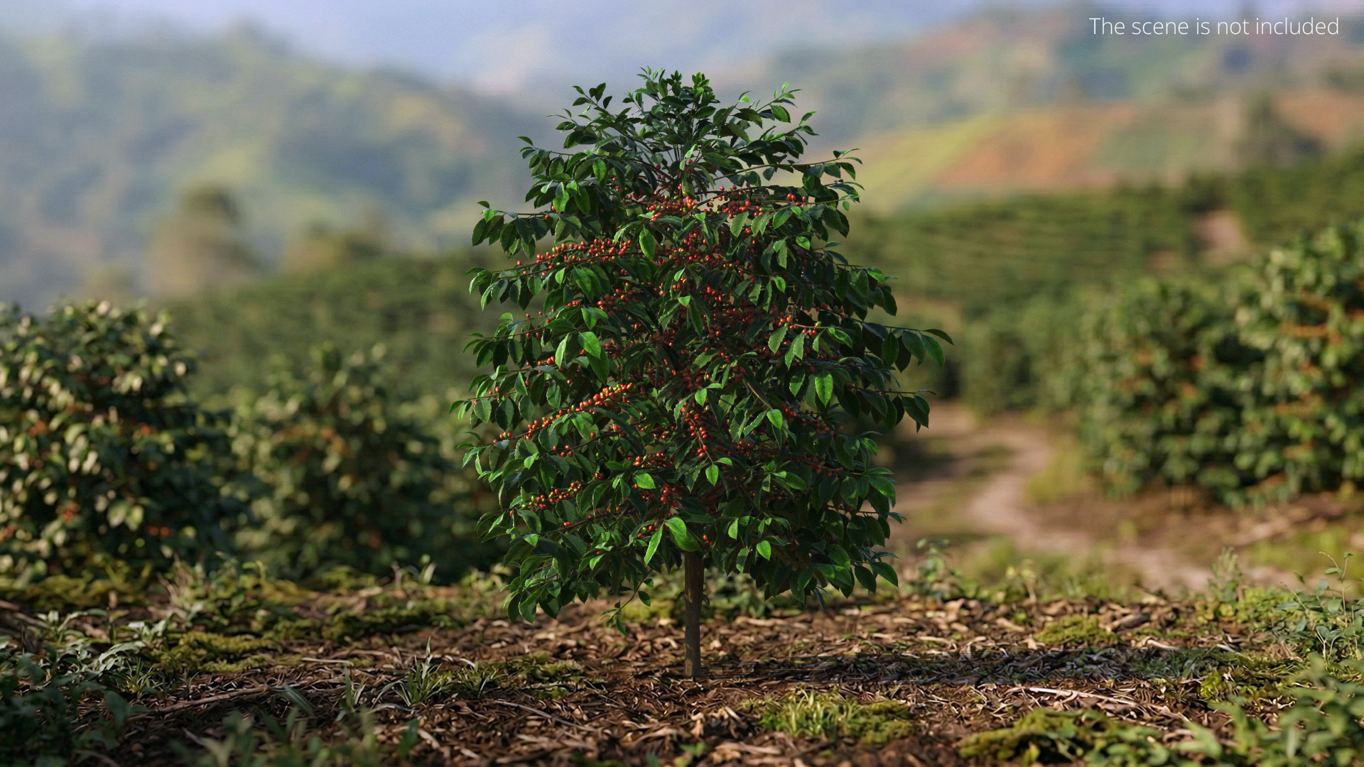 Coffee Plant with Ripe Berry Clusters Green Red, view 2