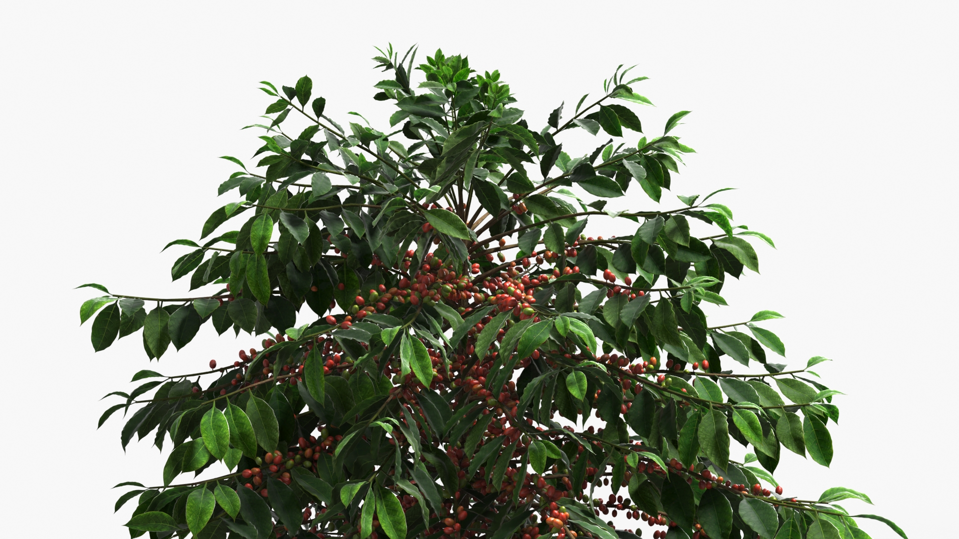Coffee Plant with Ripe Berry Clusters Green Red, view 3