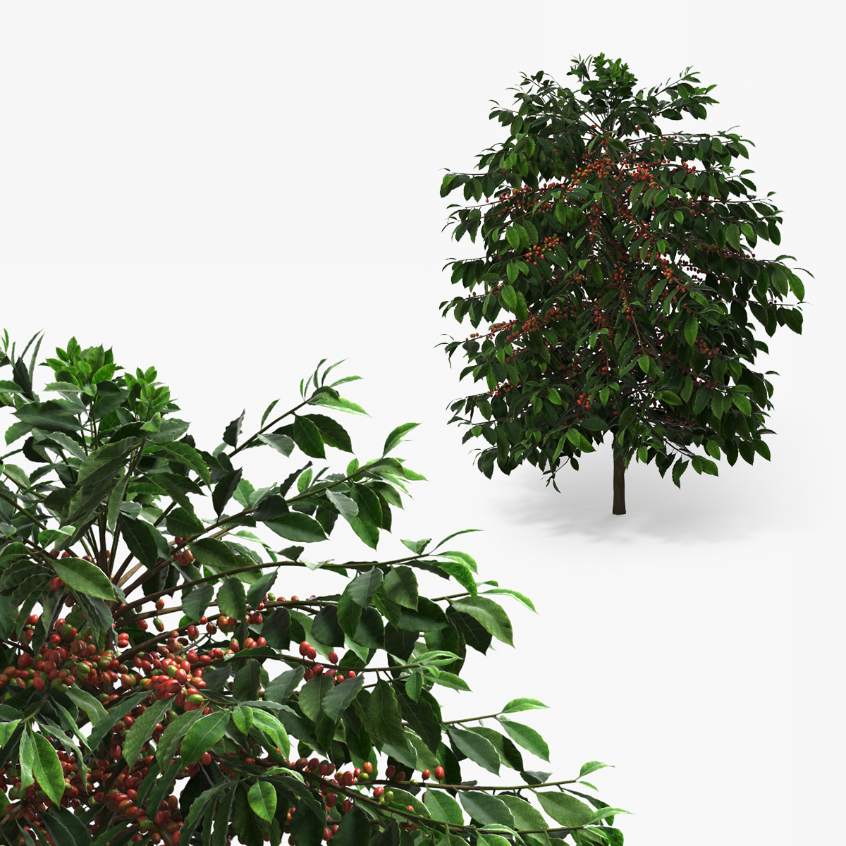 Coffee Plant with Ripe Berry Clusters Green Red