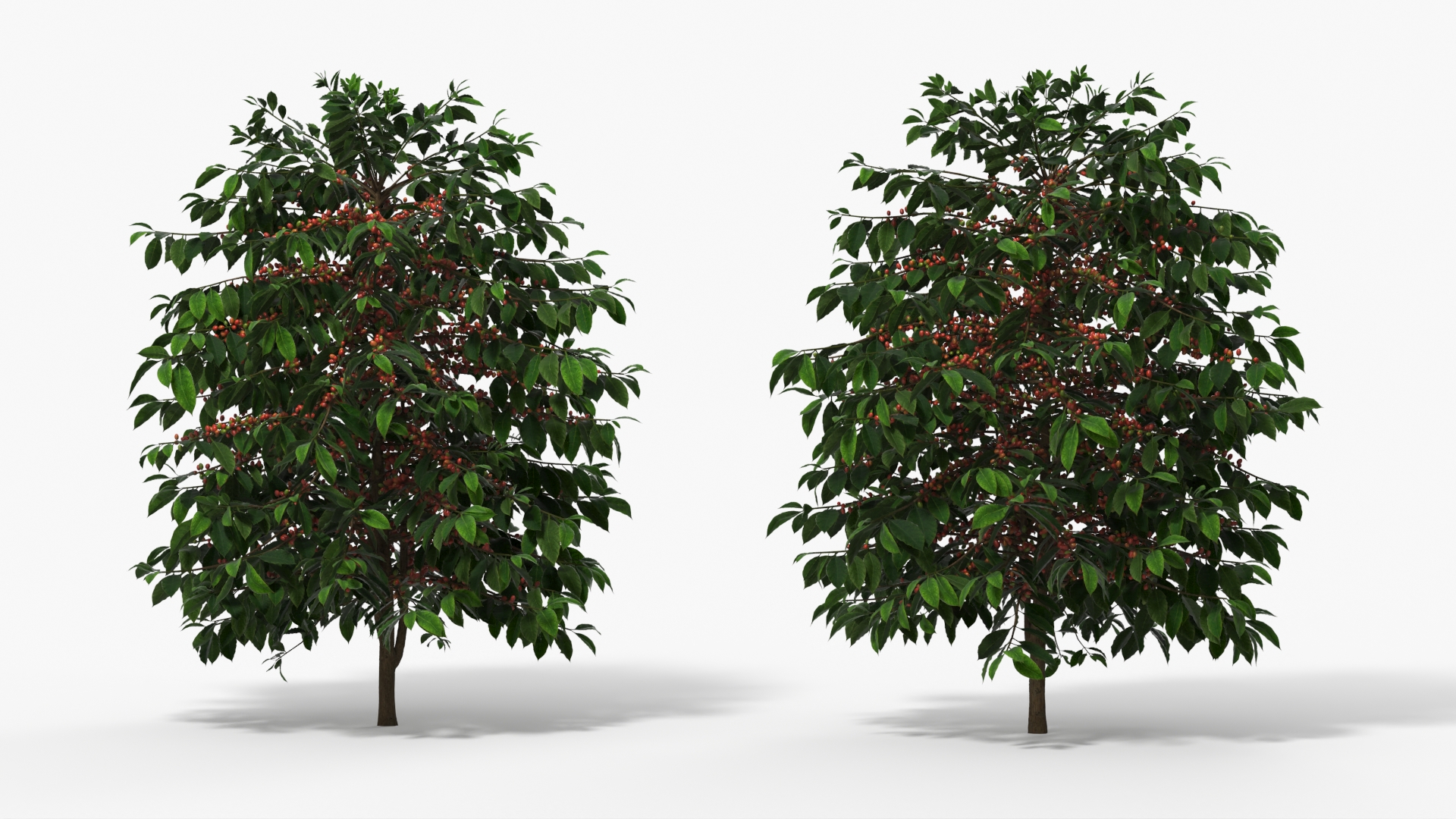 Coffee Plant with Ripe Berry Clusters Green Red