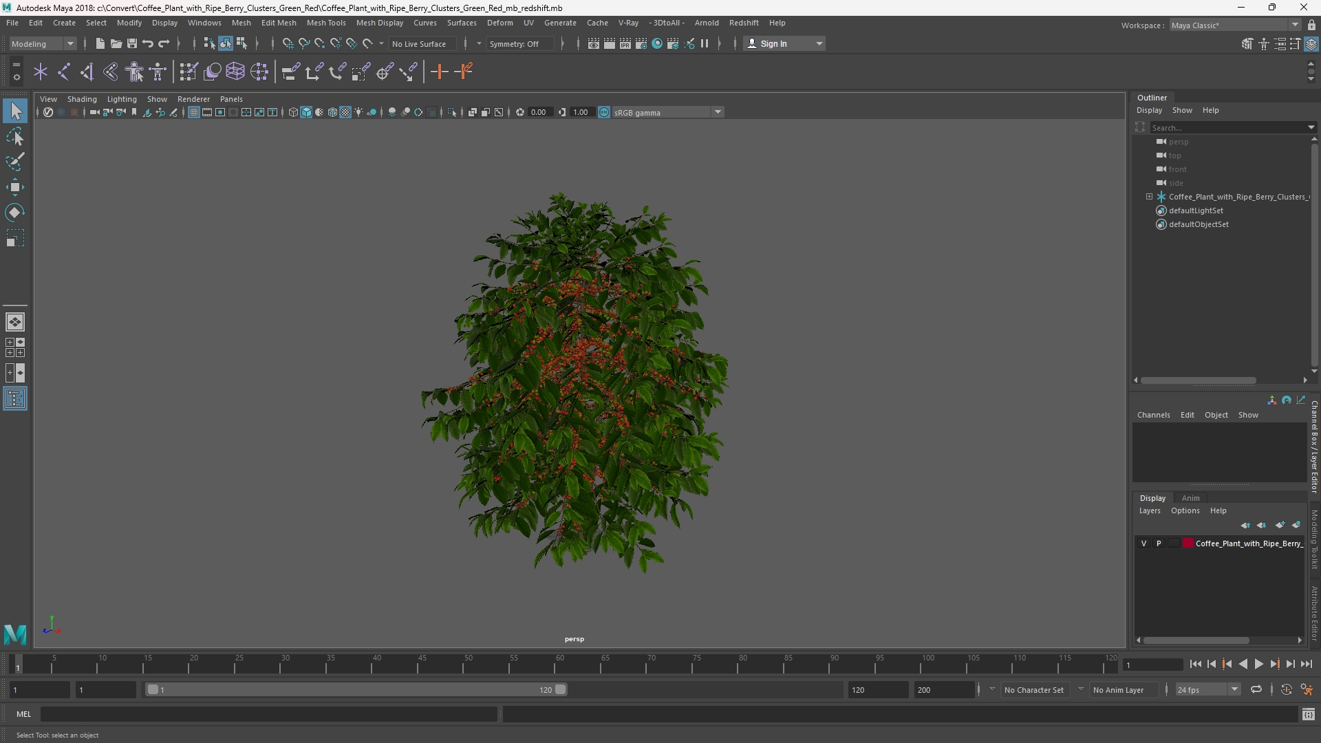 Coffee Plant with Ripe Berry Clusters Green Red, view 10