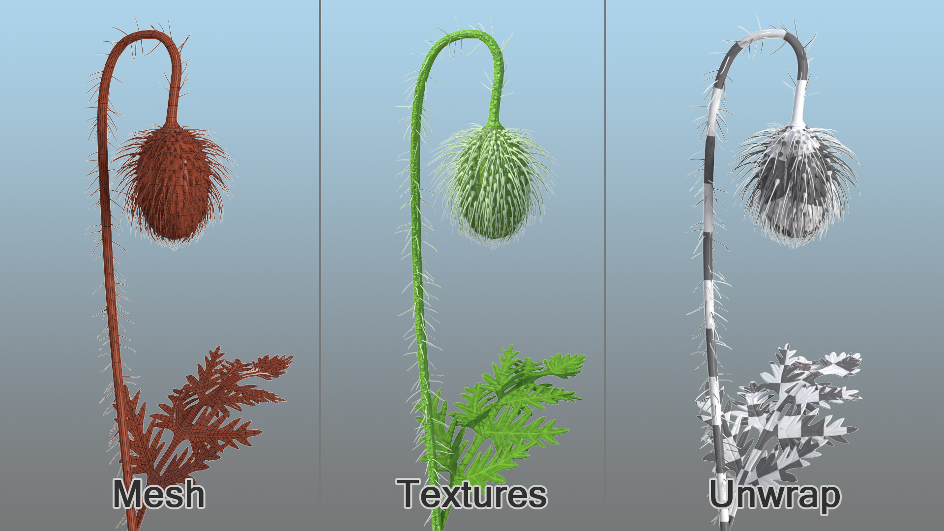Young Poppy Flower Bud 3D