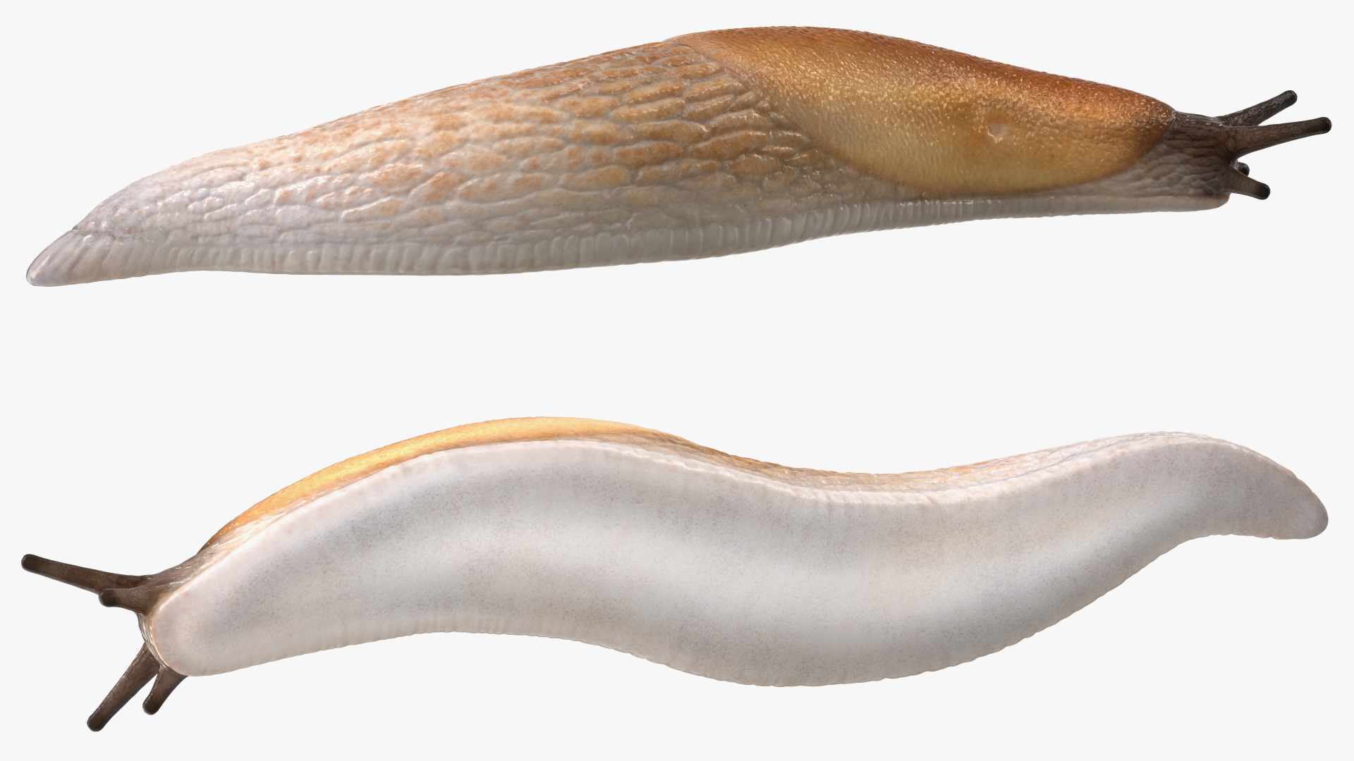 3D Iberian Slug Lying model