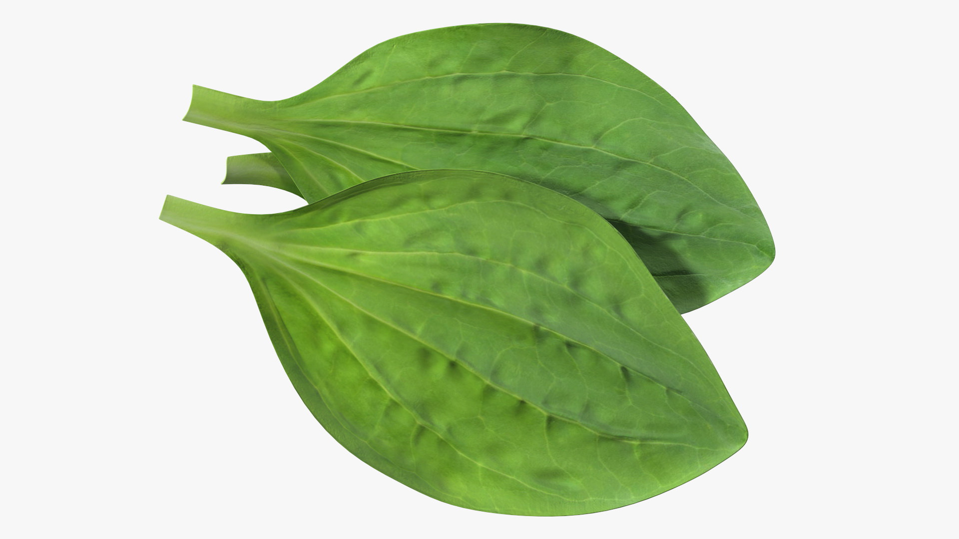 3D Realistic Plantain Plant Leaves