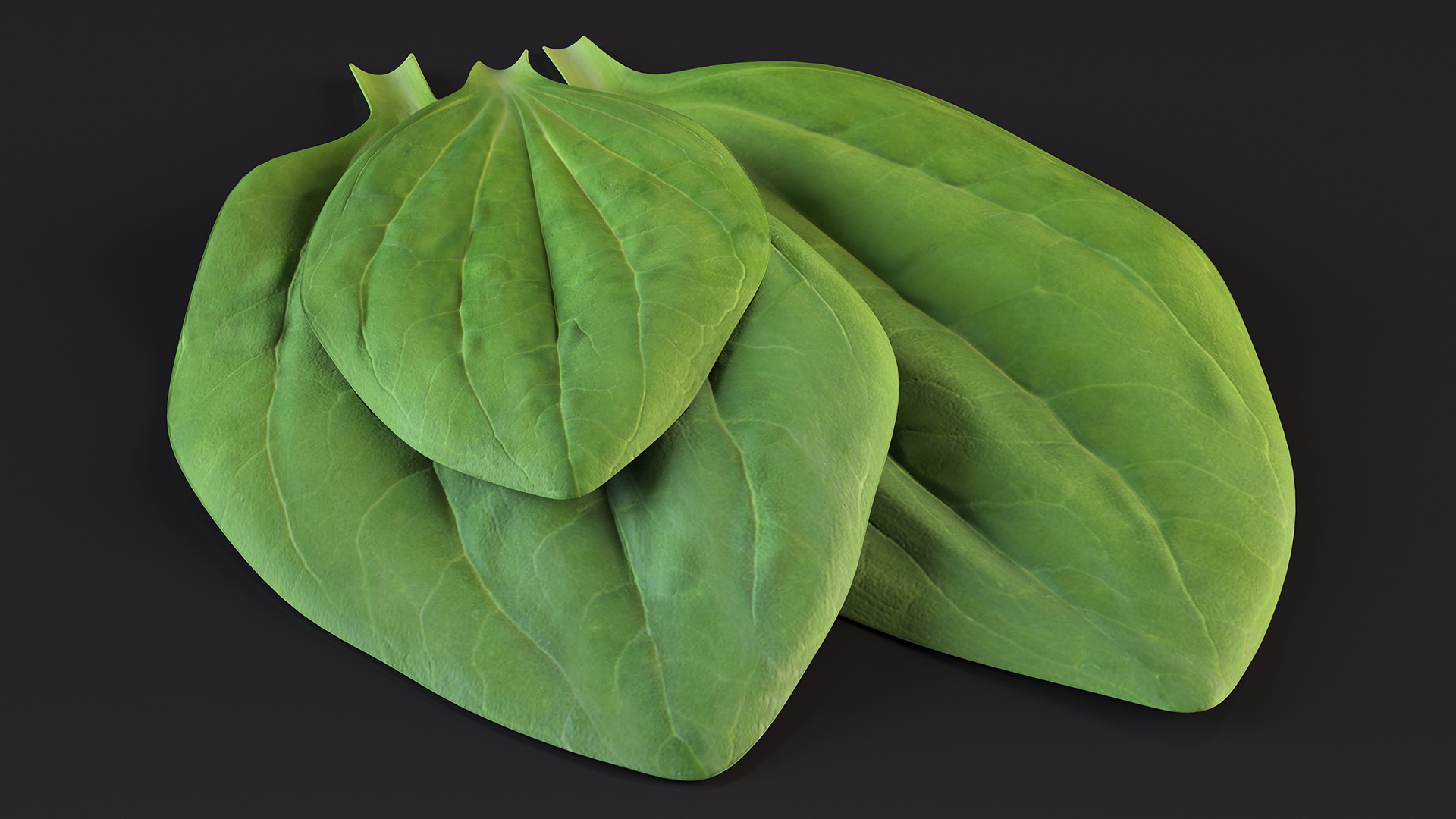 3D Realistic Plantain Plant Leaves