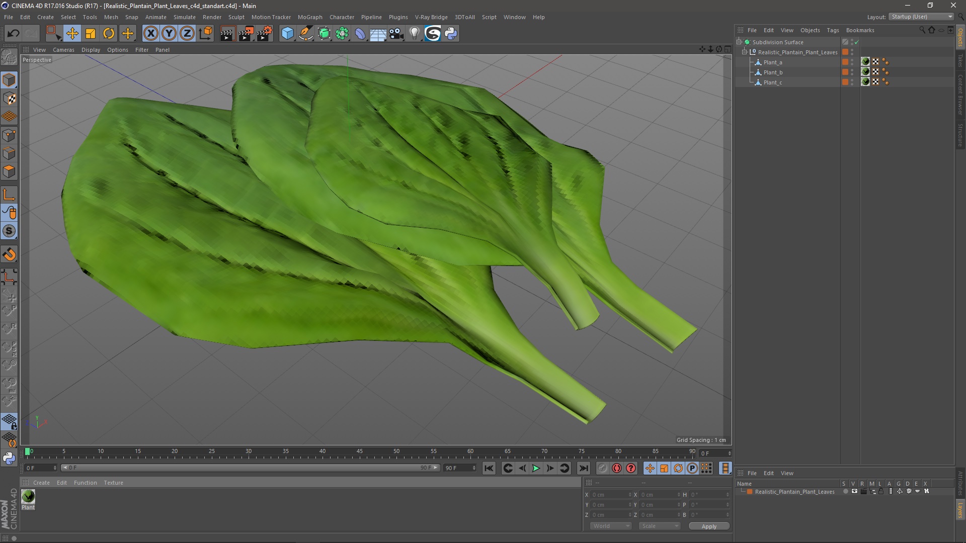 3D Realistic Plantain Plant Leaves