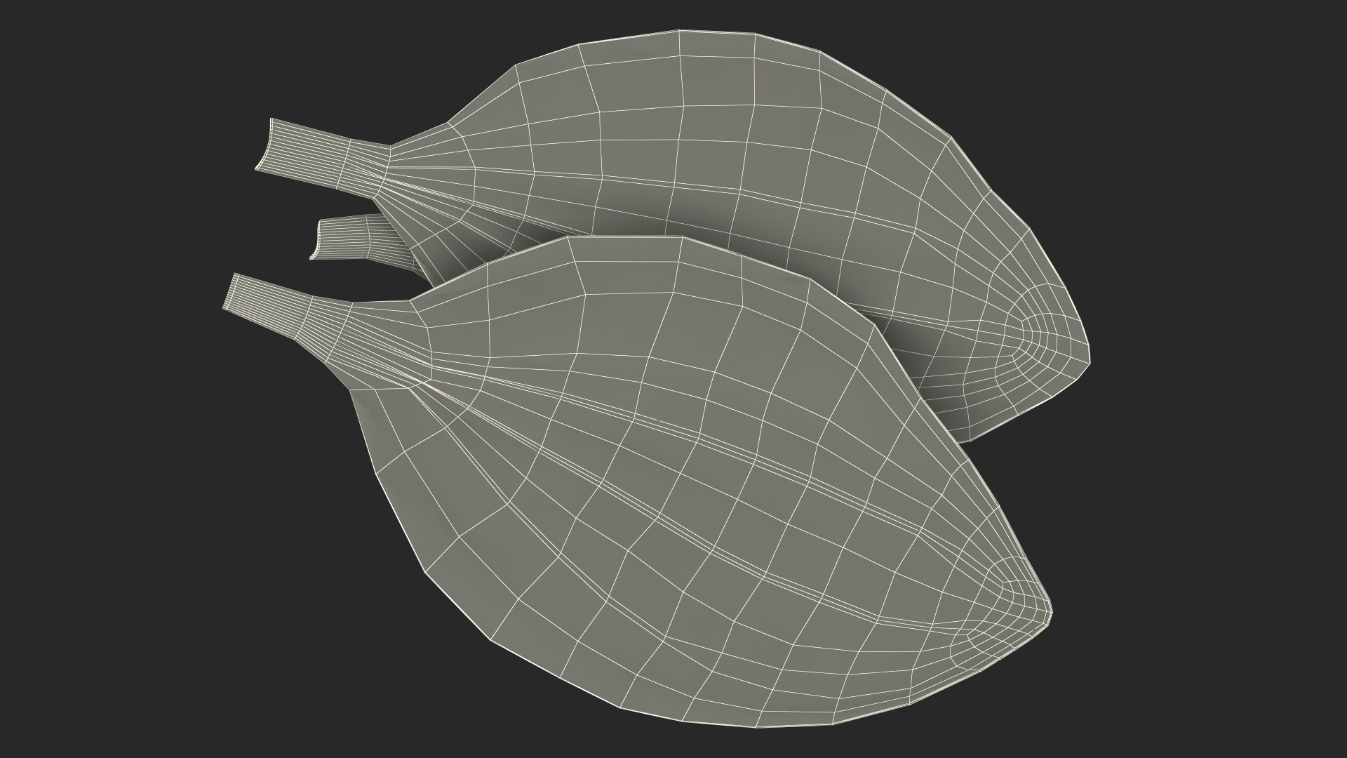 3D Realistic Plantain Plant Leaves