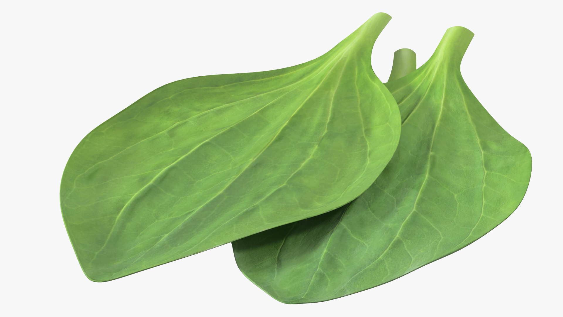 3D Realistic Plantain Plant Leaves