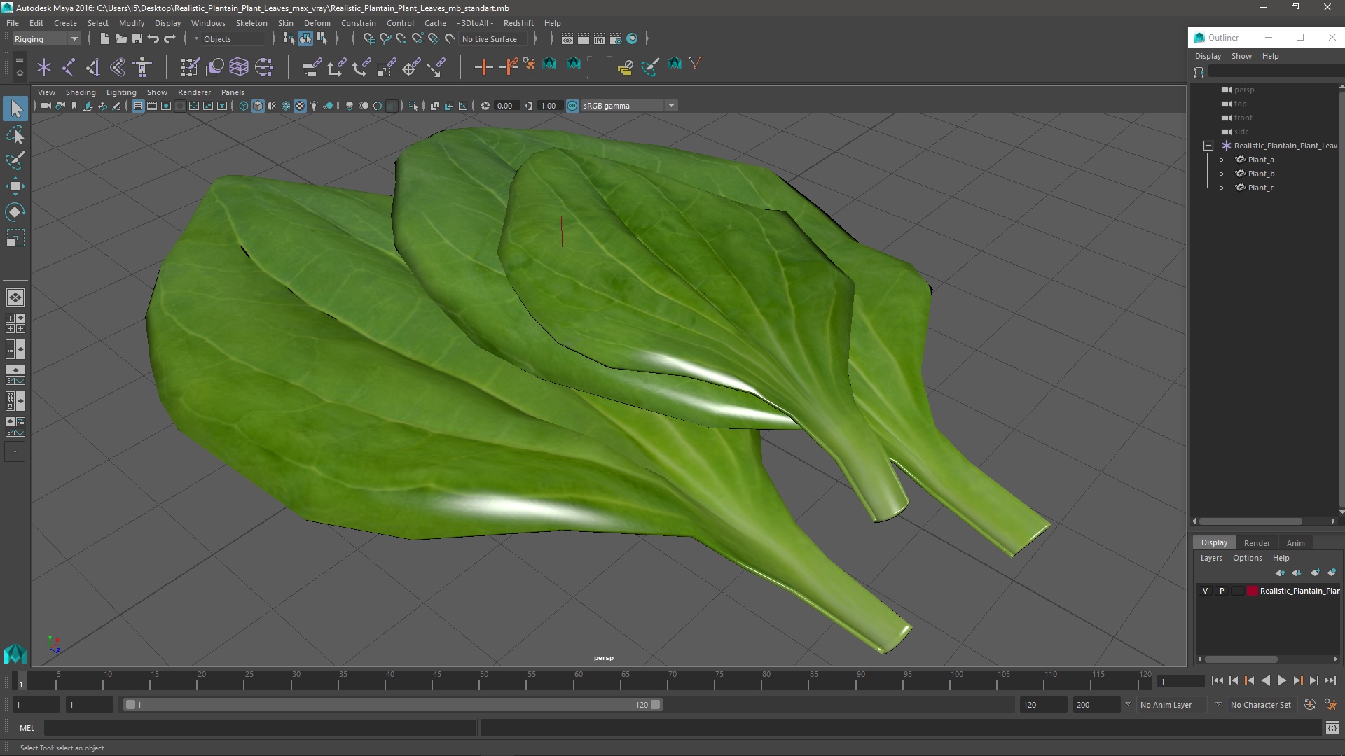 3D Realistic Plantain Plant Leaves