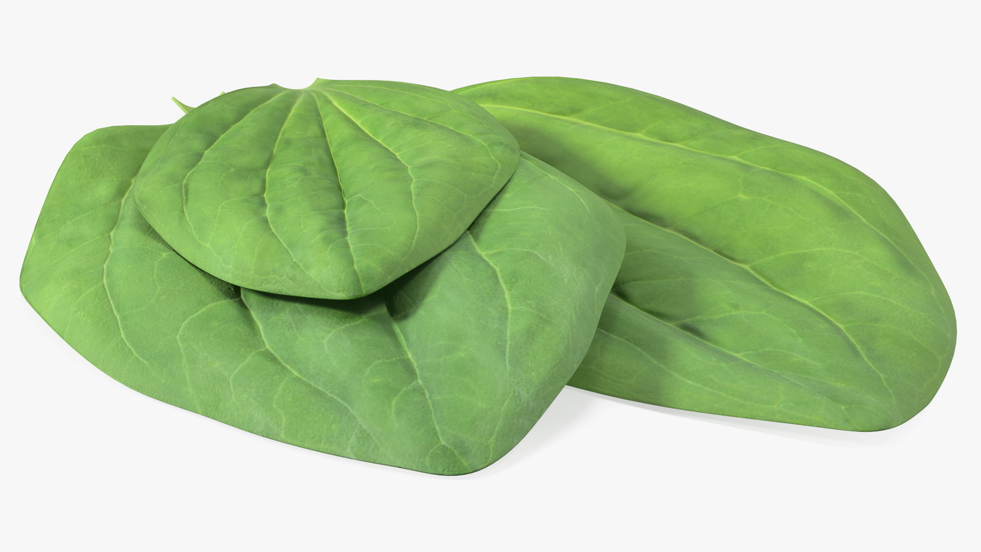 3D Realistic Plantain Plant Leaves