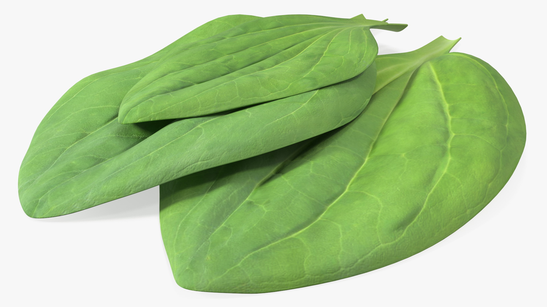 3D Realistic Plantain Plant Leaves