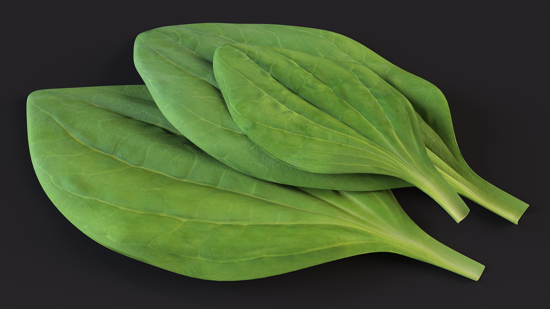 3D Realistic Plantain Plant Leaves