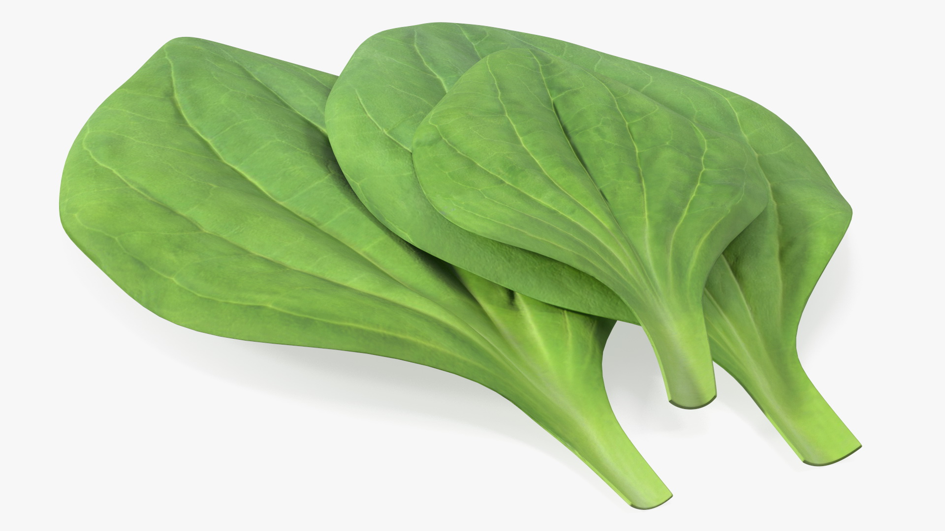 3D Realistic Plantain Plant Leaves