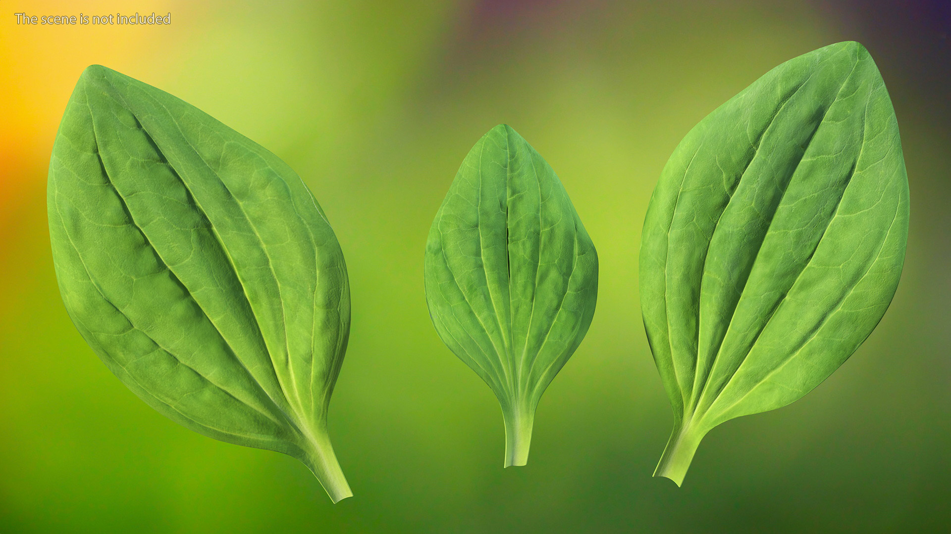 3D Realistic Plantain Plant Leaves