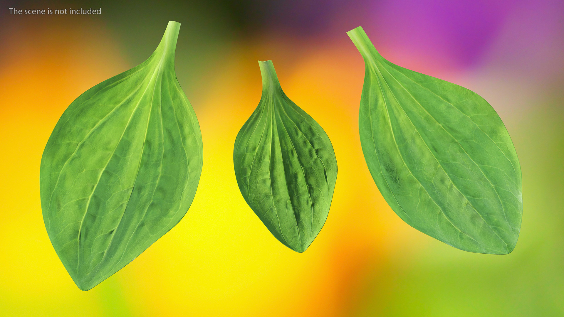 3D Realistic Plantain Plant Leaves