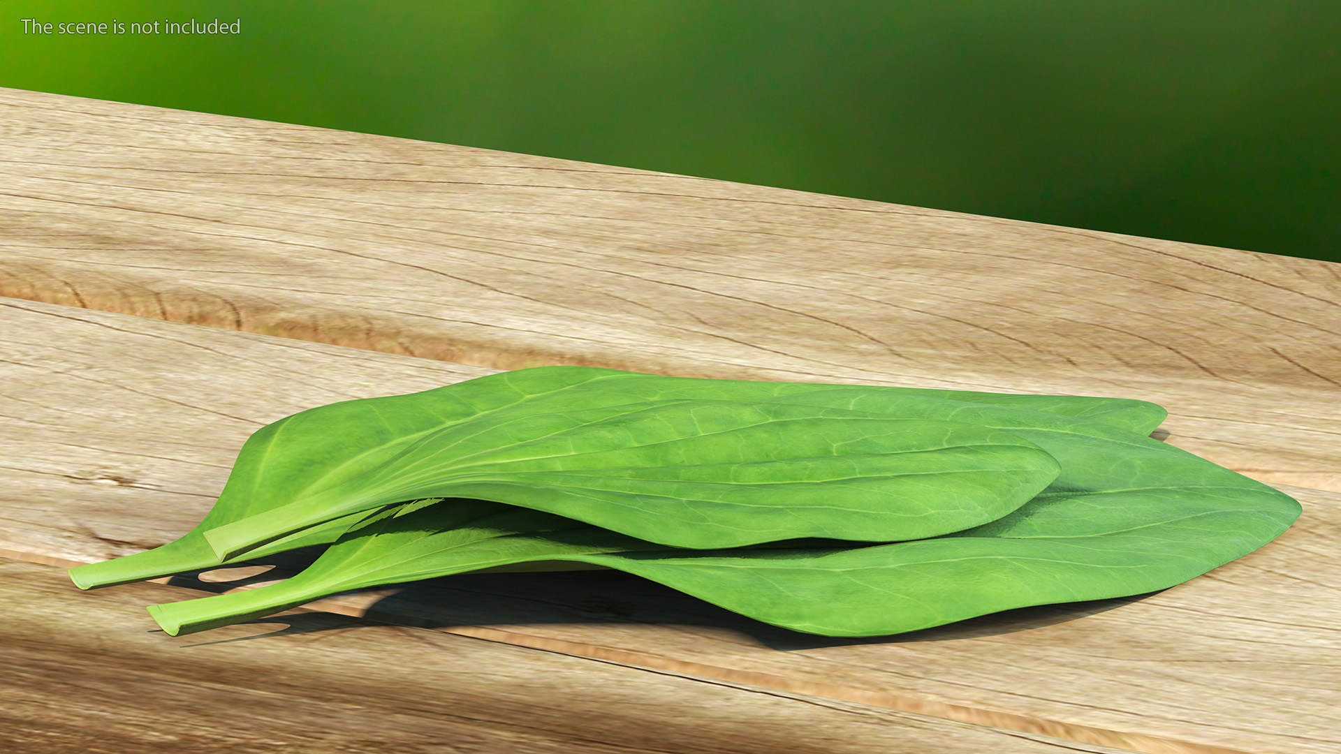 3D Realistic Plantain Plant Leaves