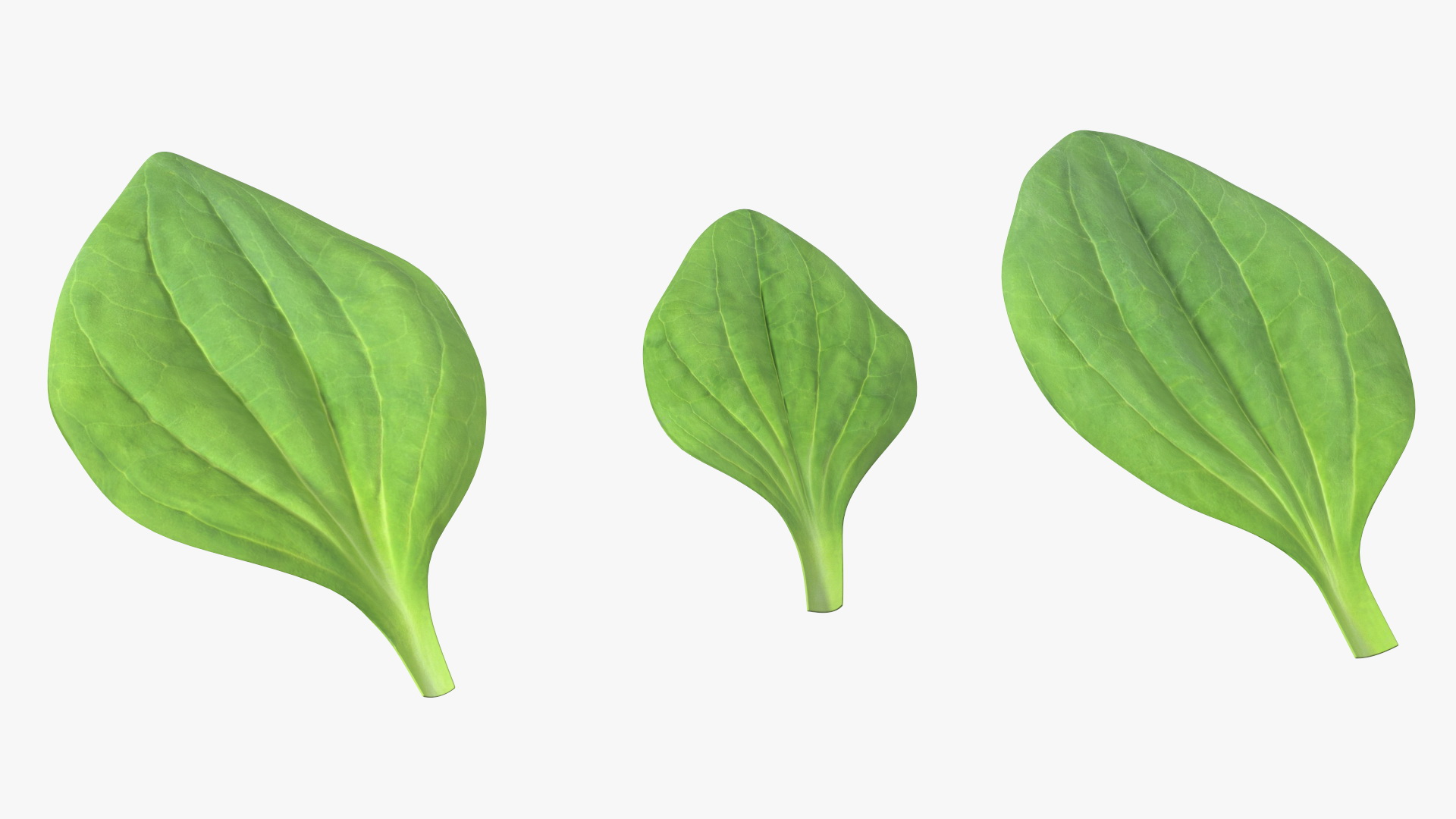 3D Realistic Plantain Plant Leaves
