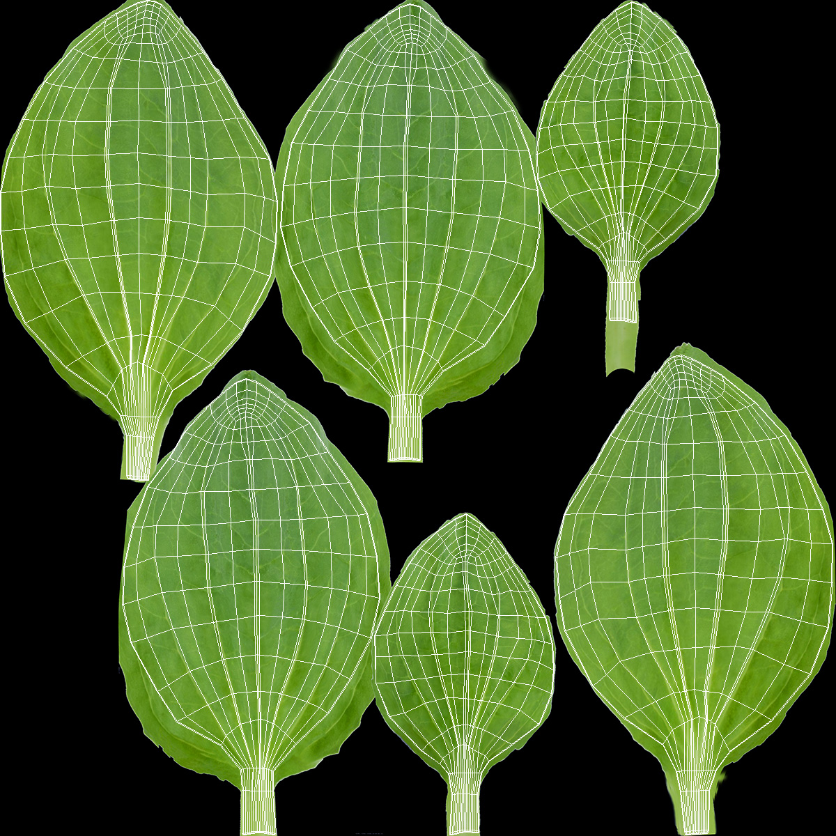3D Realistic Plantain Plant Leaves