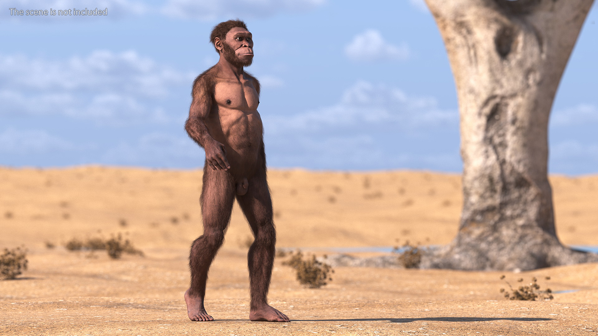 3D Homo Habilis Fur Rigged model