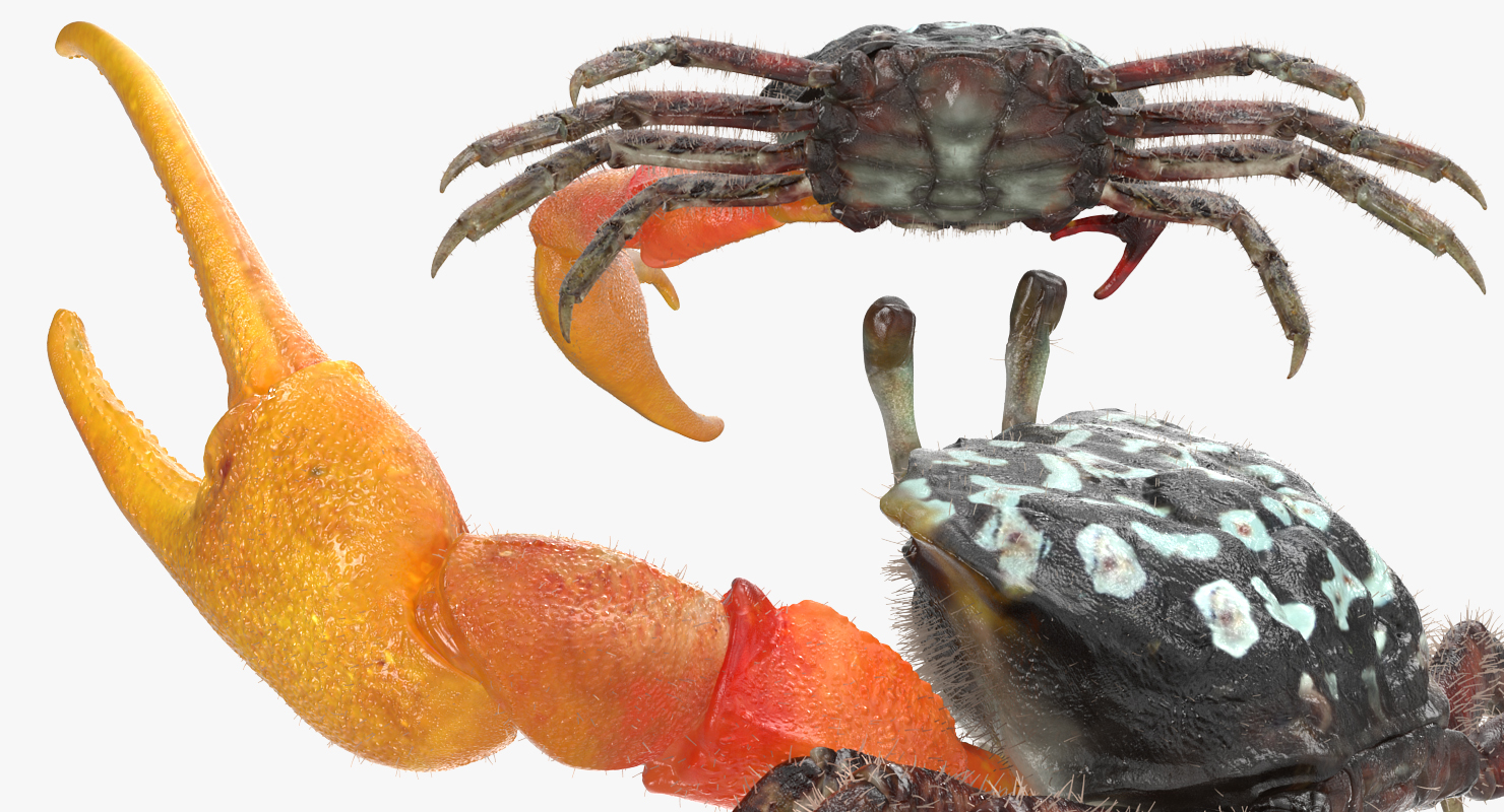 3D Fiddler Crab with Fur Rigged model