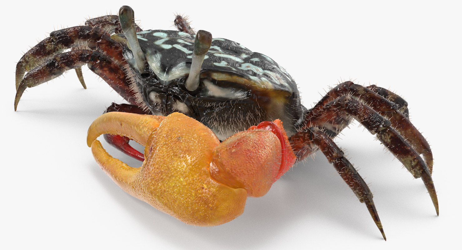 3D Fiddler Crab with Fur Rigged model