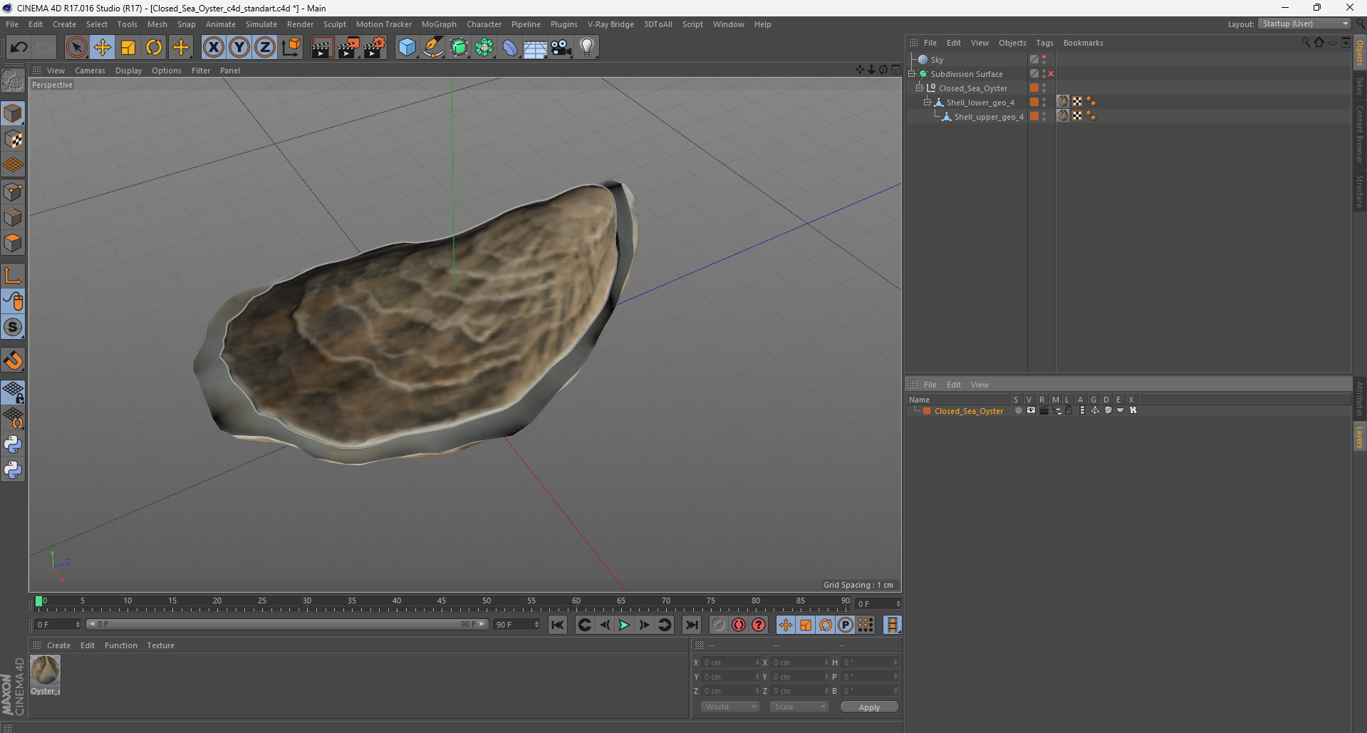 Closed Sea Oyster 3D