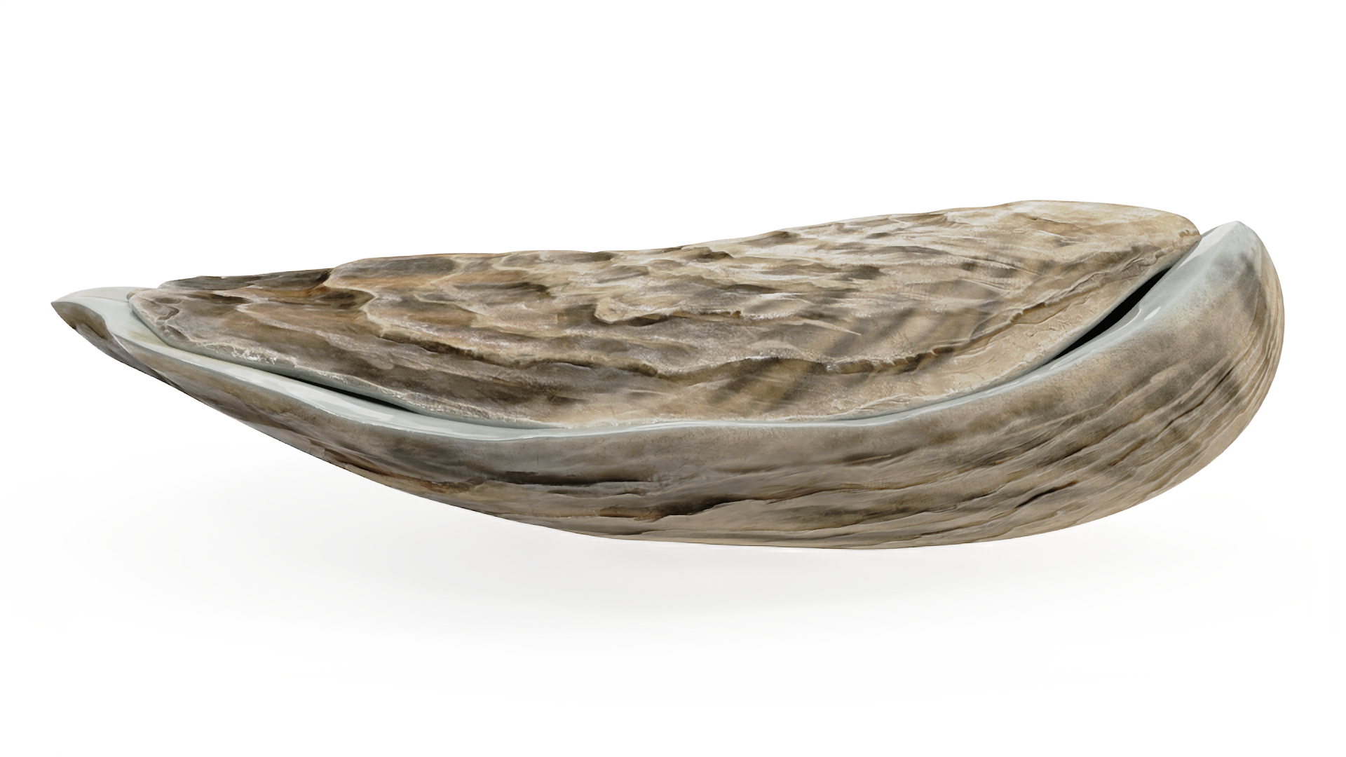 Closed Sea Oyster 3D