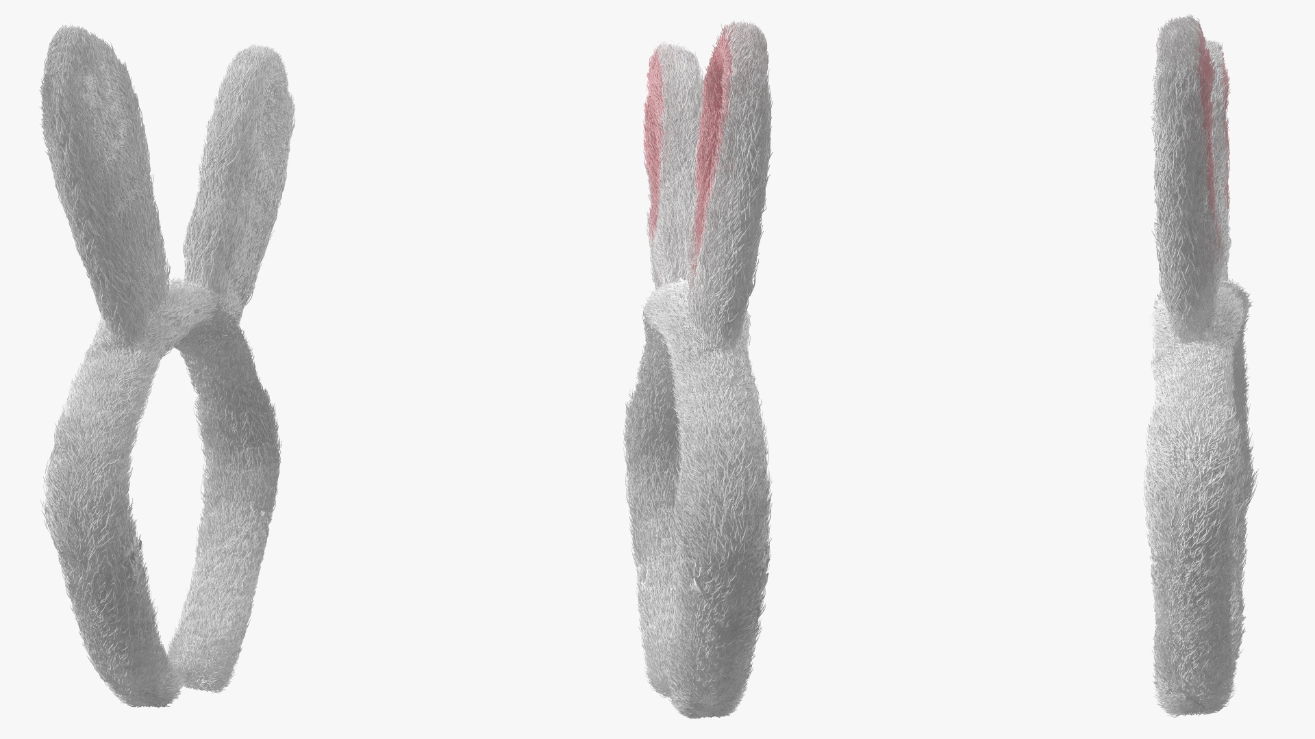 3D Bunny Ears Headband Fur model