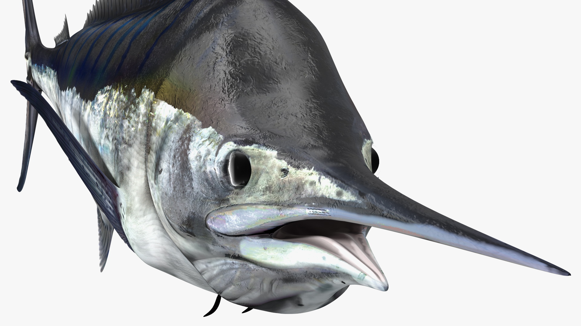 Black Marlin Fish 3D