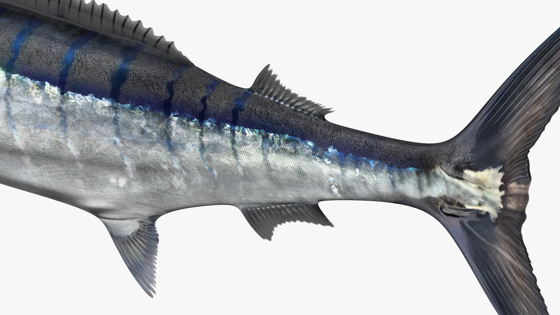 Black Marlin Fish 3D