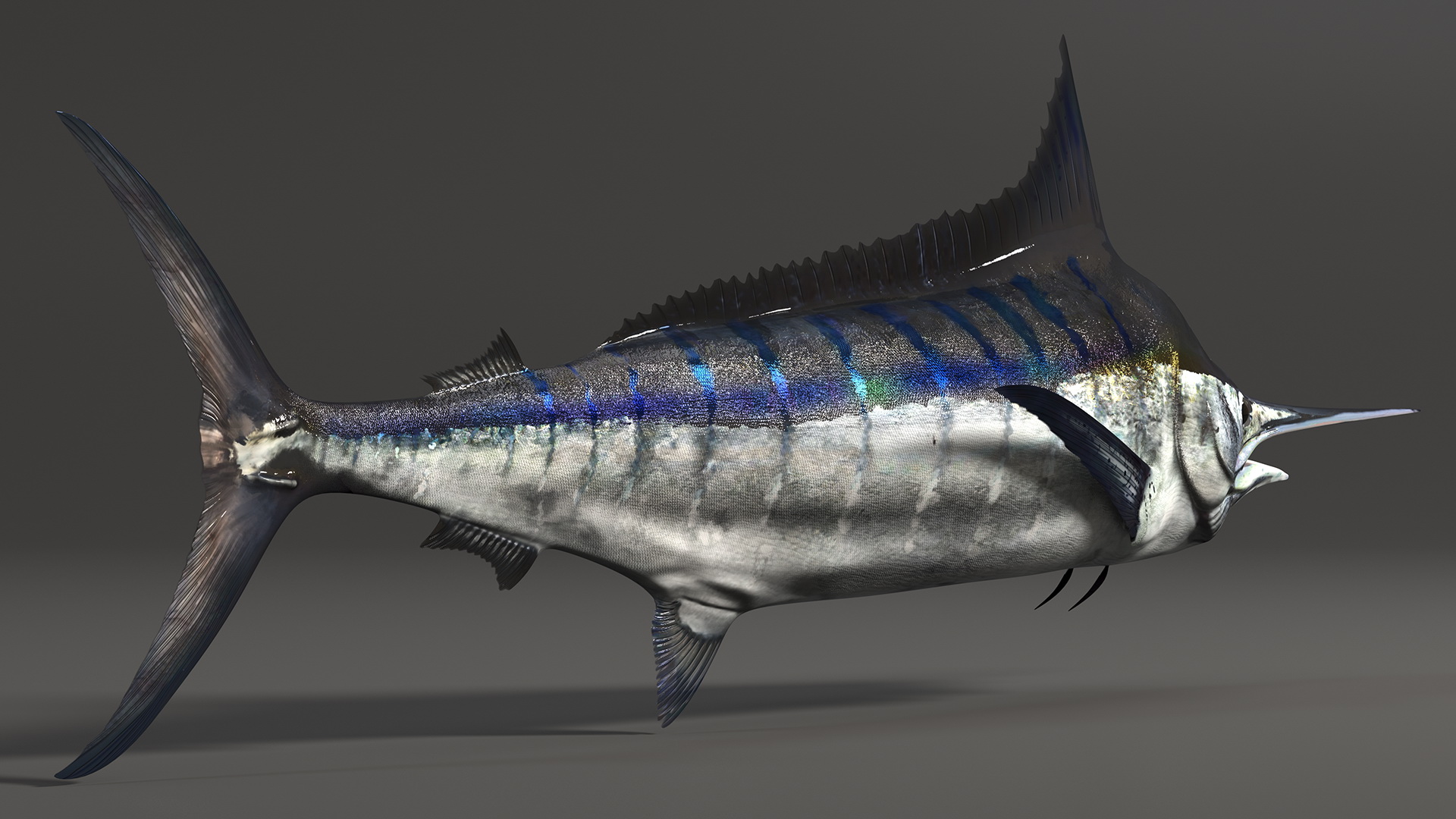 Black Marlin Fish 3D