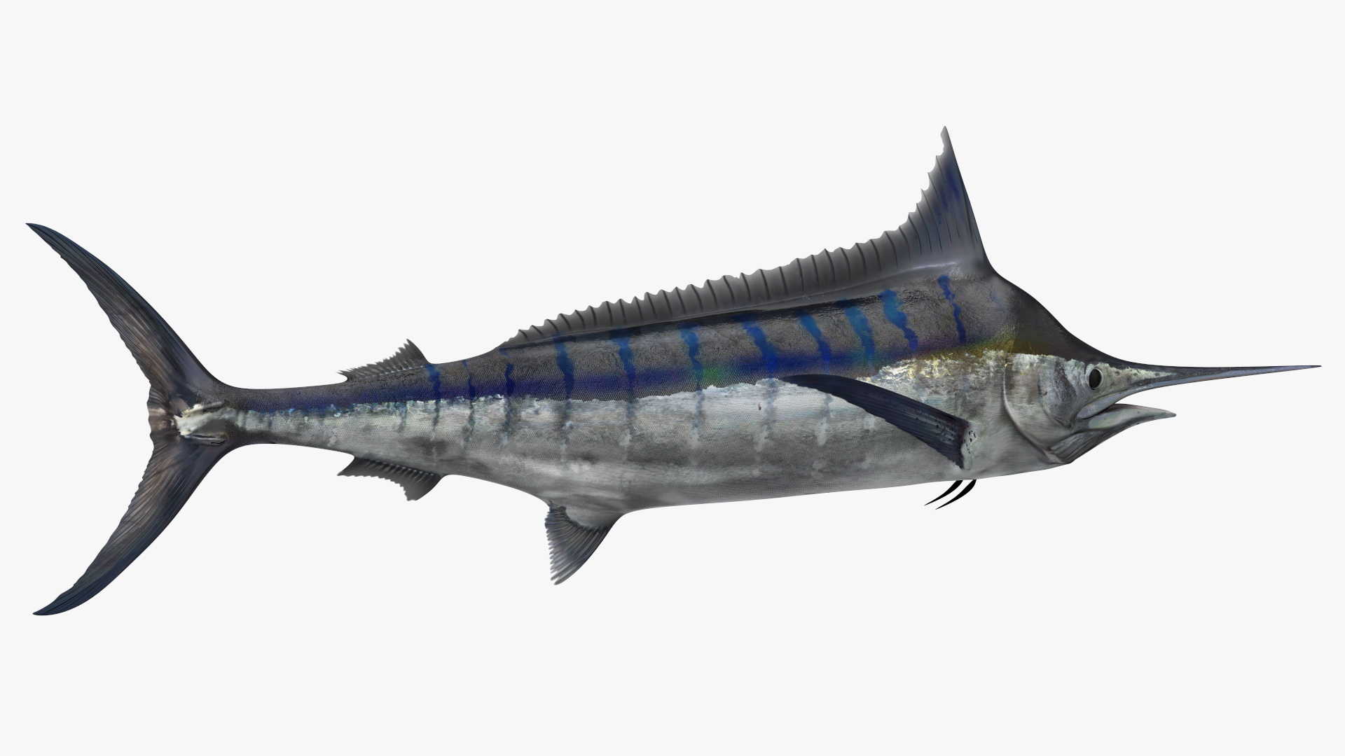 Black Marlin Fish 3D