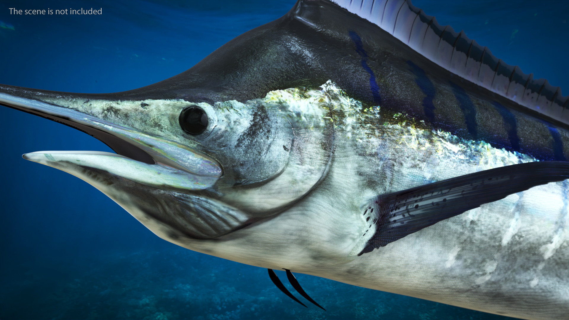 Black Marlin Fish 3D