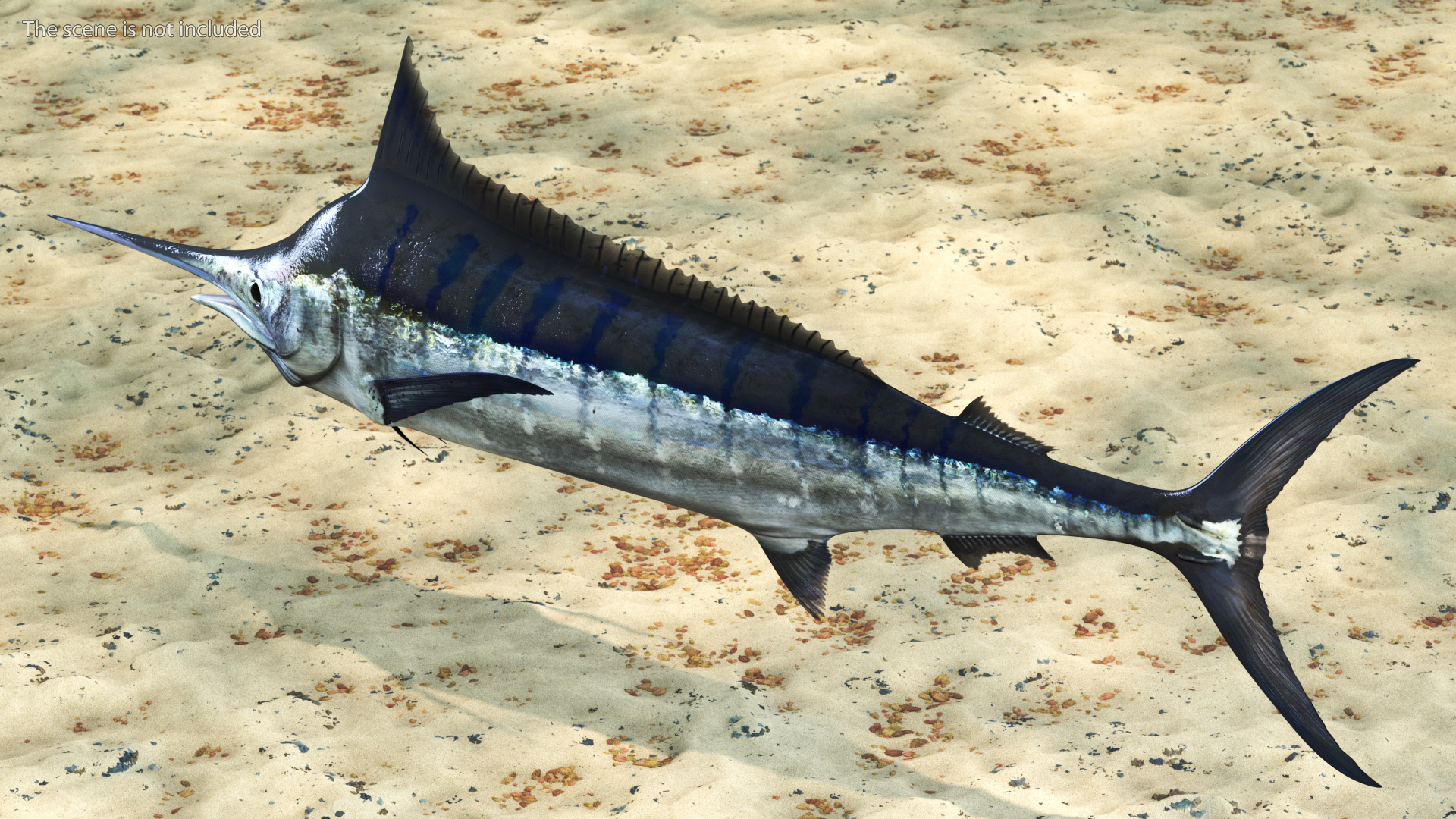 Black Marlin Fish 3D