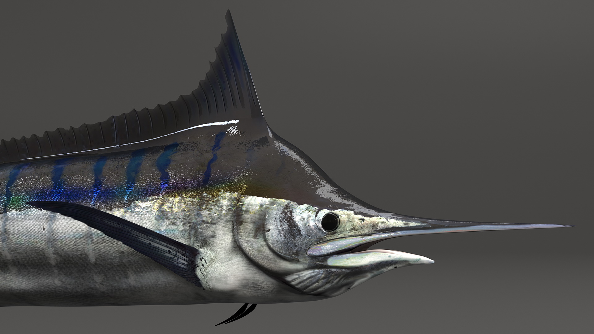 Black Marlin Fish 3D