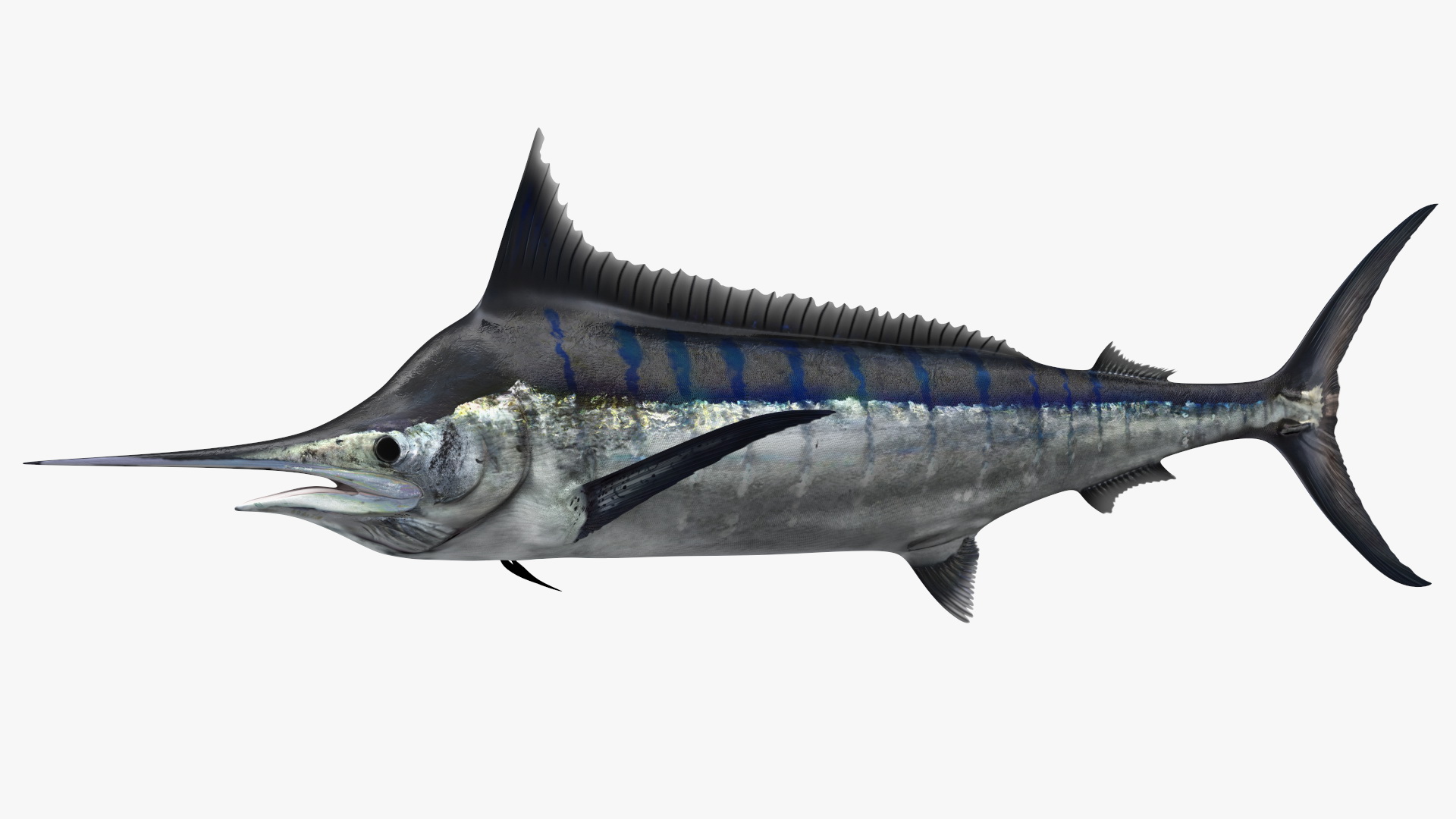 Black Marlin Fish 3D