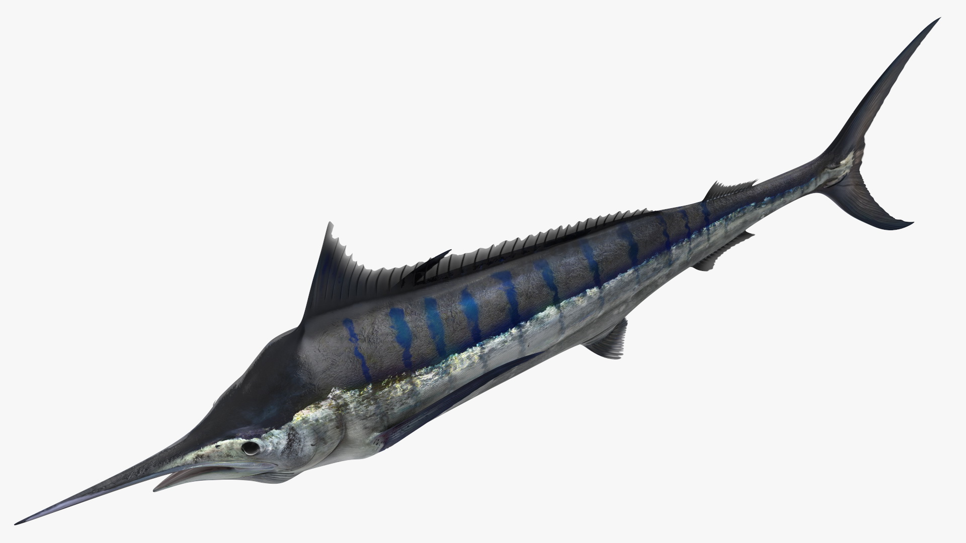 Black Marlin Fish 3D