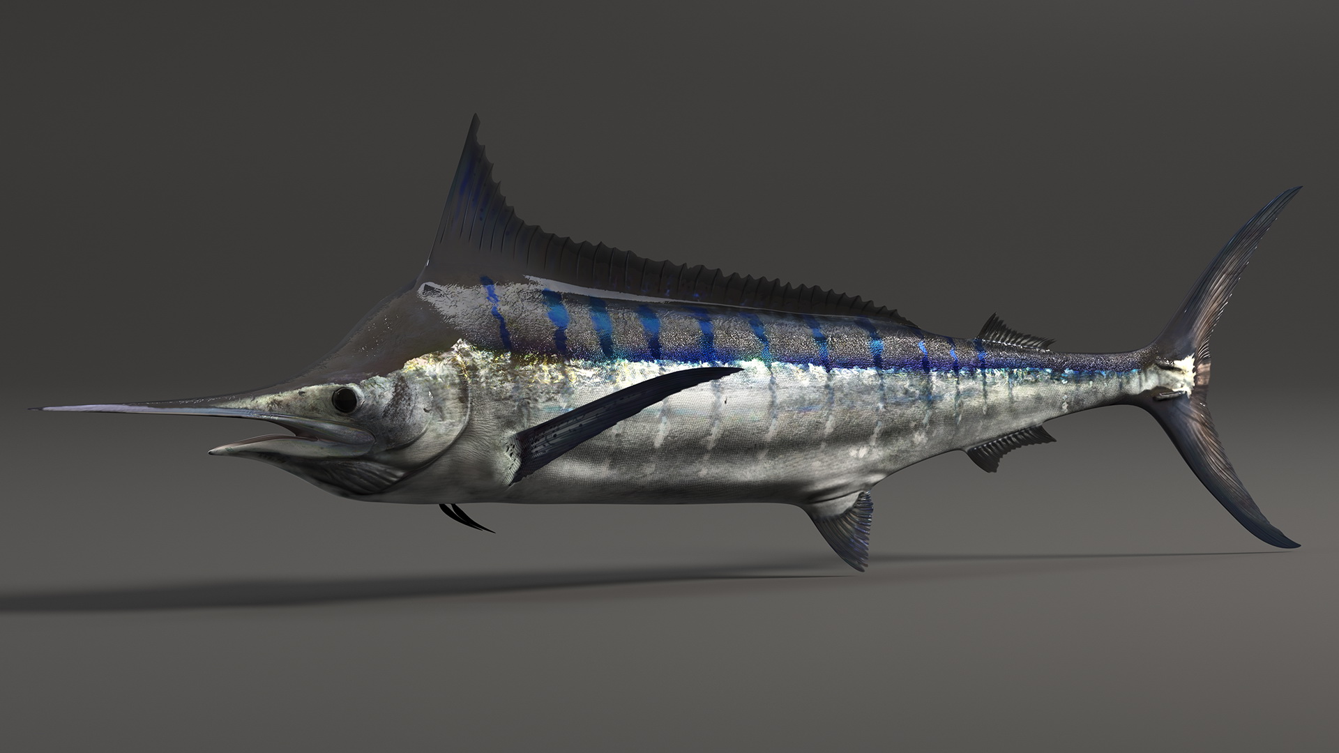 Black Marlin Fish 3D