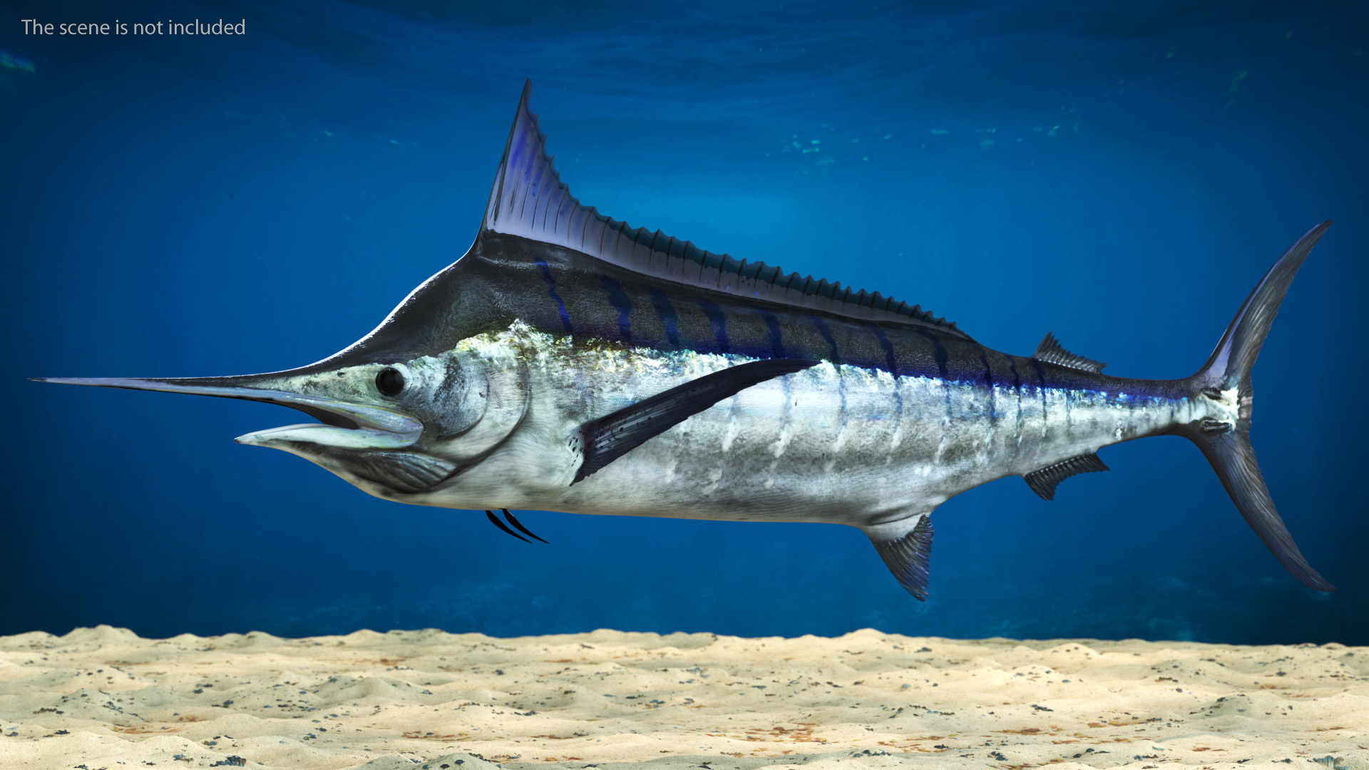 Black Marlin Fish 3D