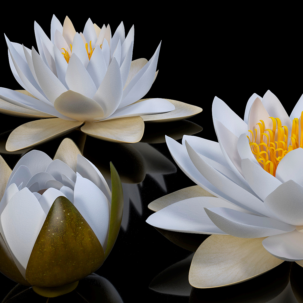 European White Water Lily Nymphaea Alba Kit, view 4