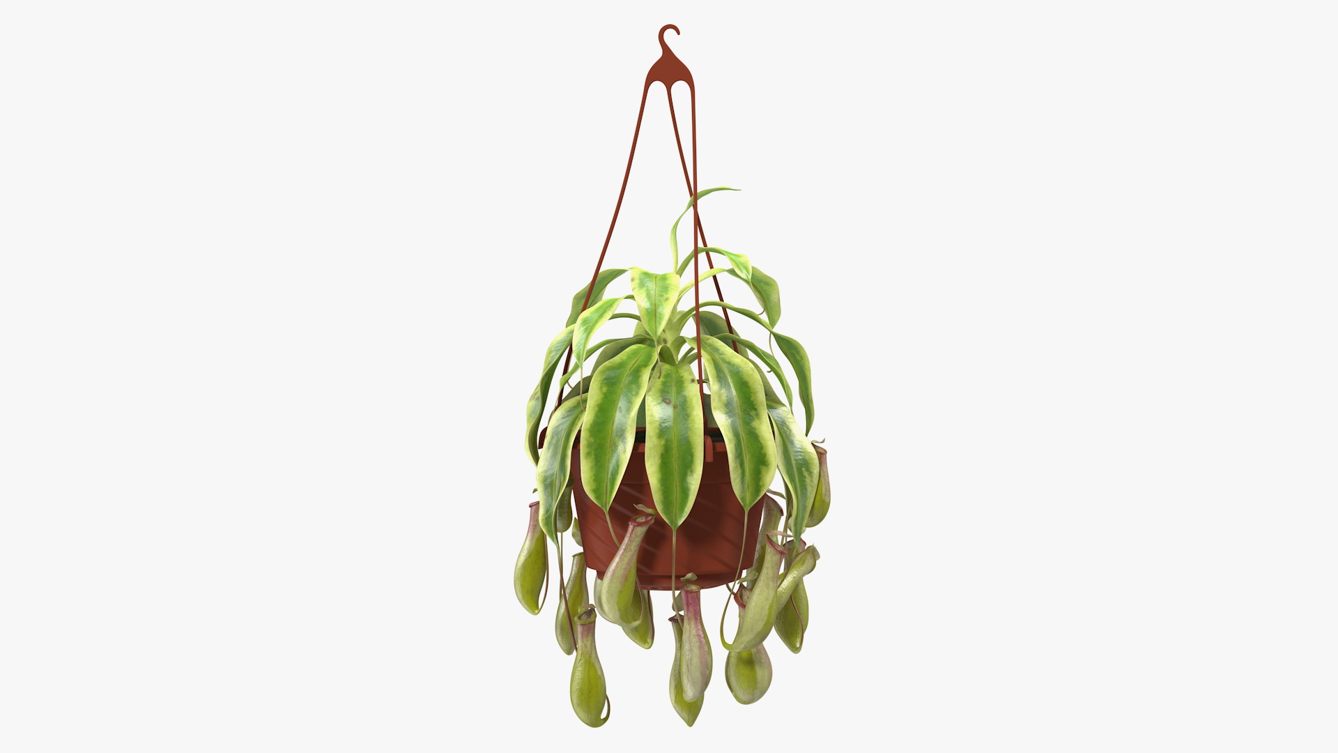 3D Pitcher Plant in Hanging Pot model