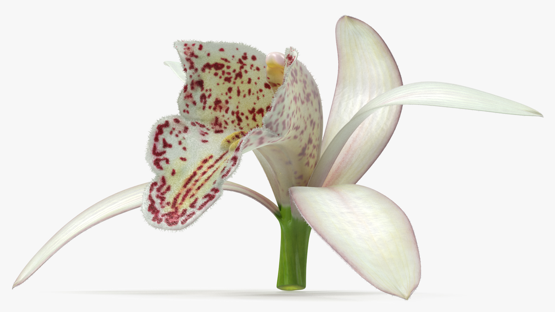 3D Orchid Flower White Fur model