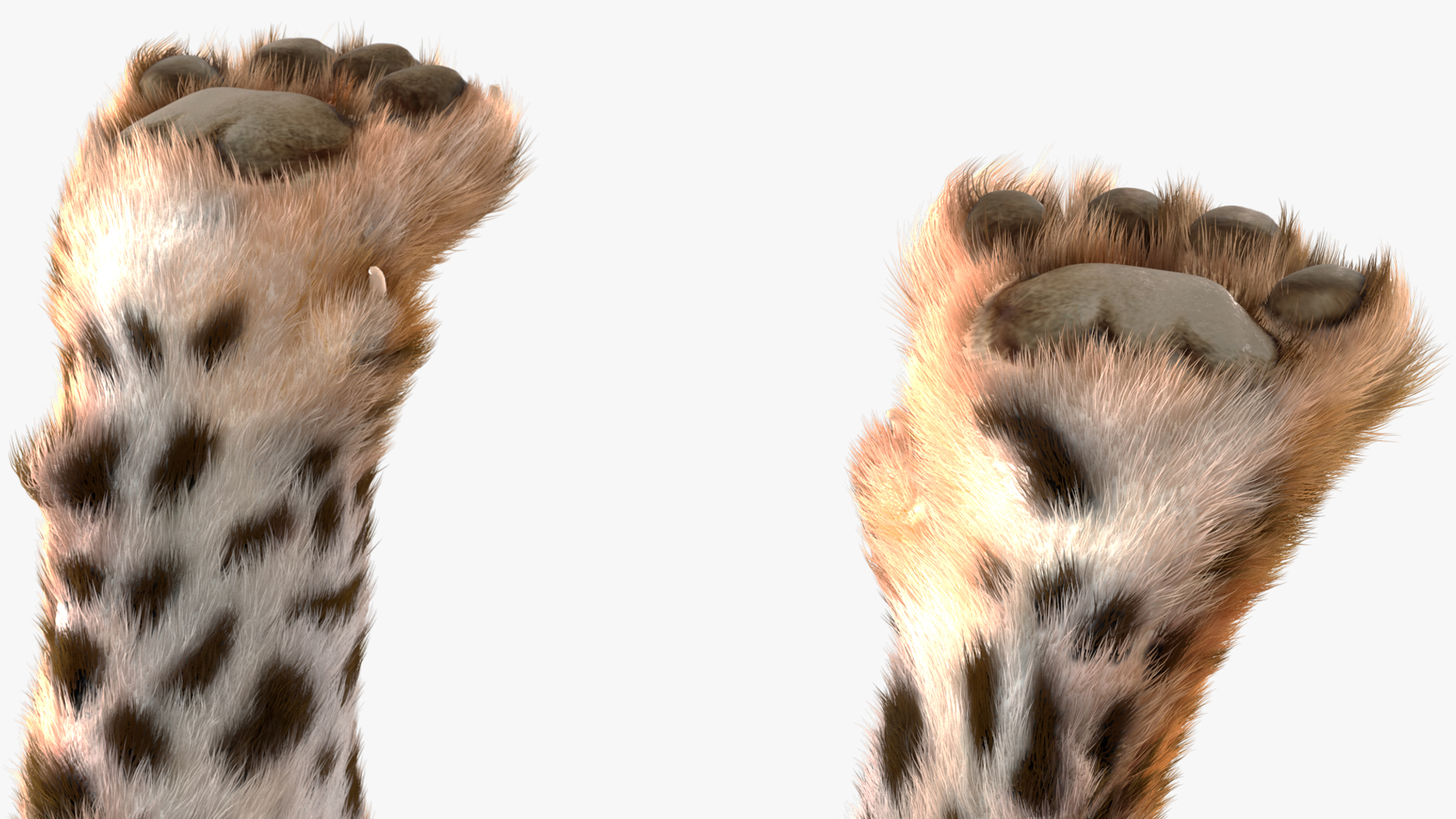 3D Jaguar Stand Pose Fur