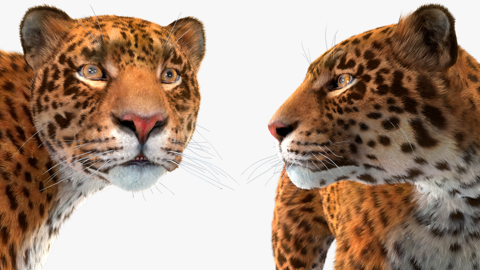 3D Jaguar Stand Pose Fur