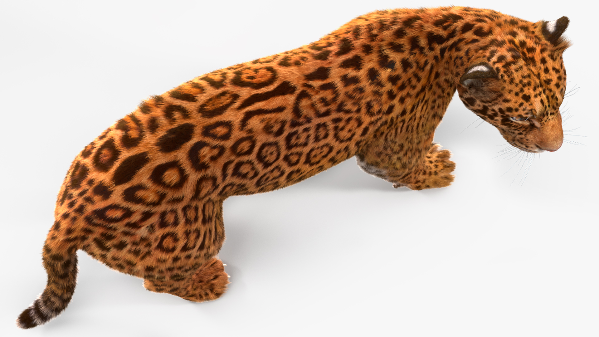 3D Jaguar Stand Pose Fur