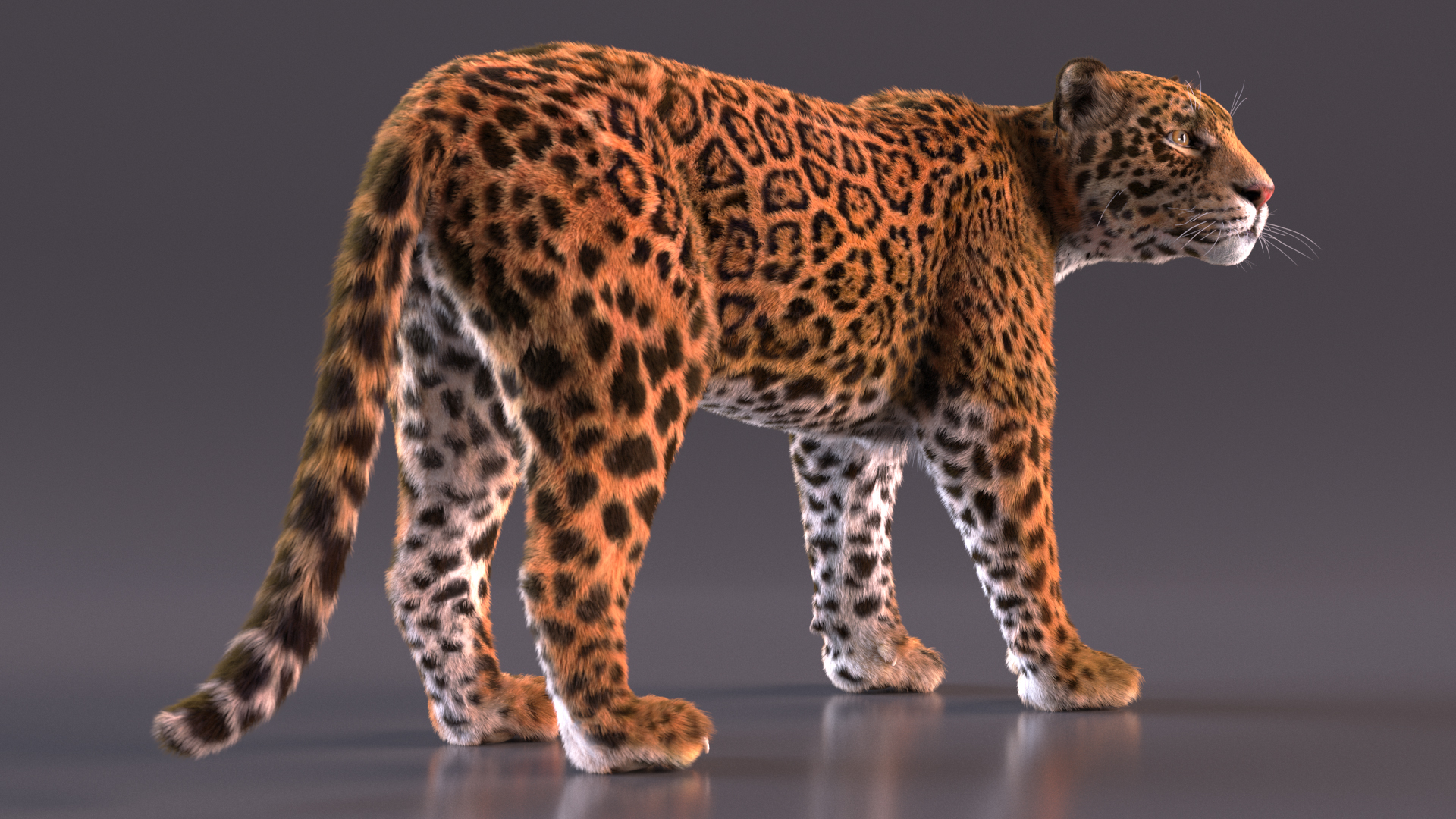 3D Jaguar Stand Pose Fur