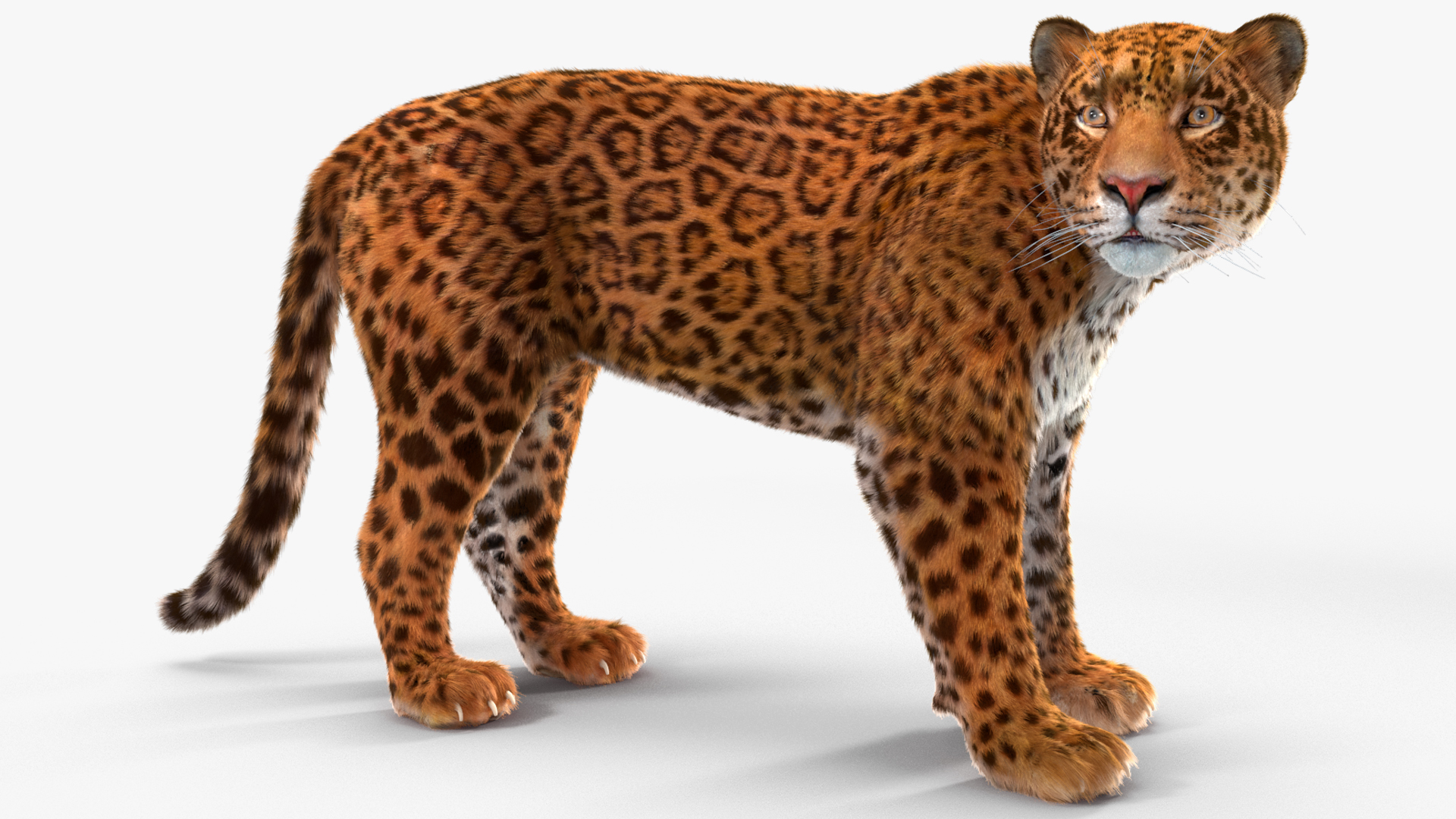 3D Jaguar Stand Pose Fur