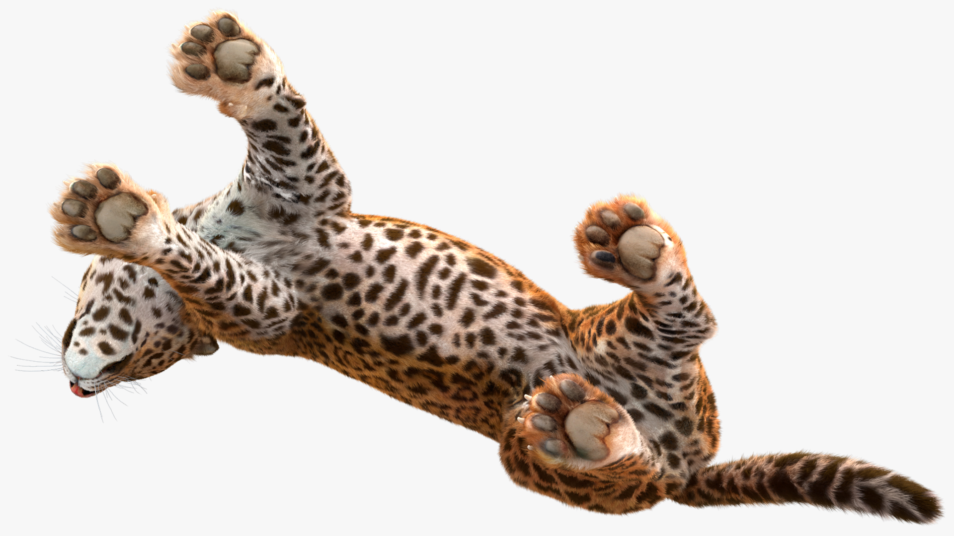 3D Jaguar Stand Pose Fur