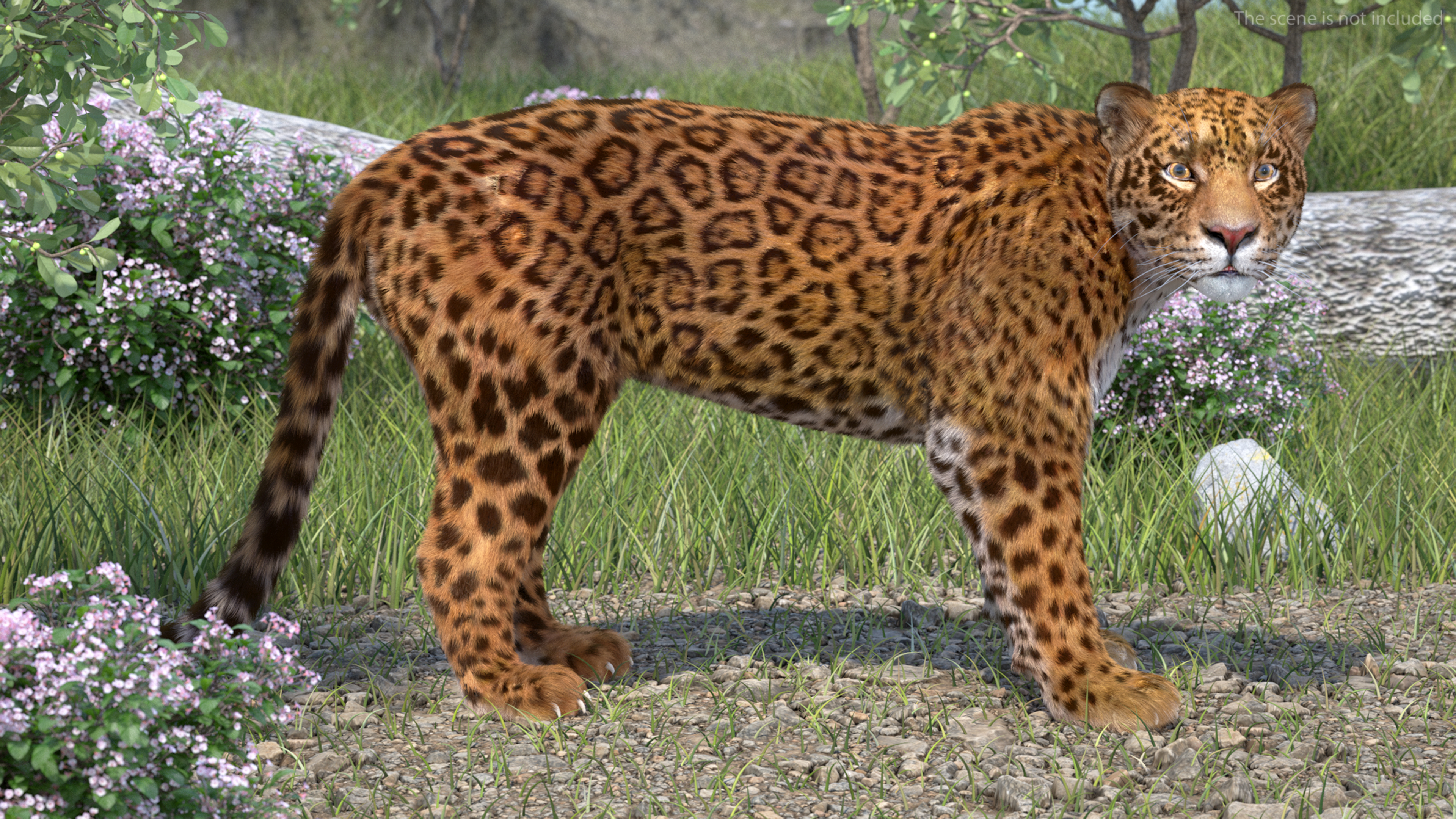 3D Jaguar Stand Pose Fur